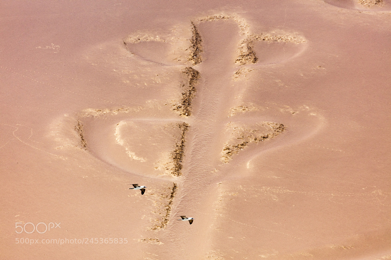 Canon EOS 5DS R sample photo. Ballestas candelabrum mark photography