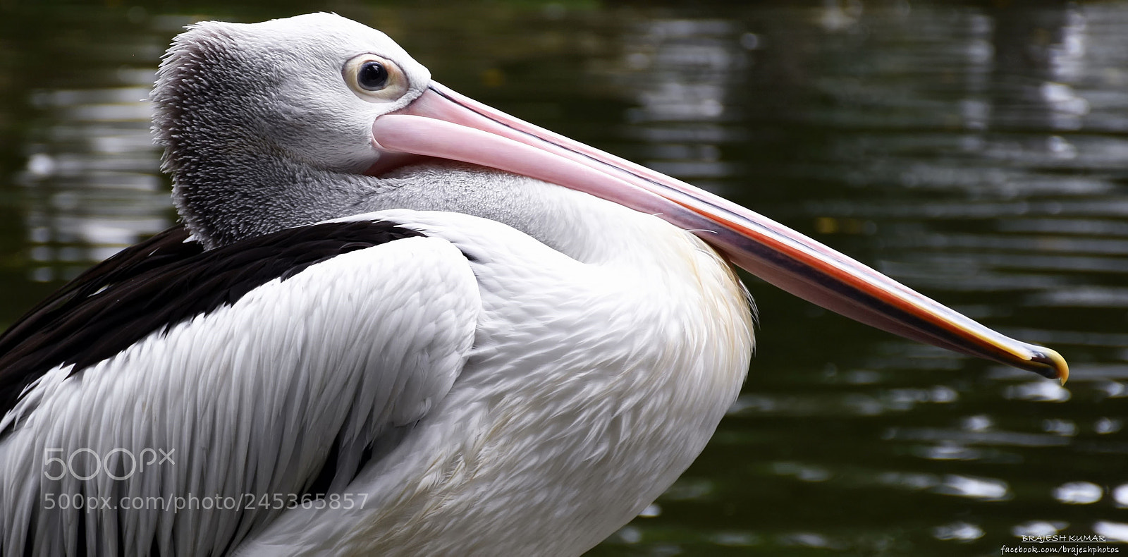 Nikon D7200 sample photo. Pelican photography