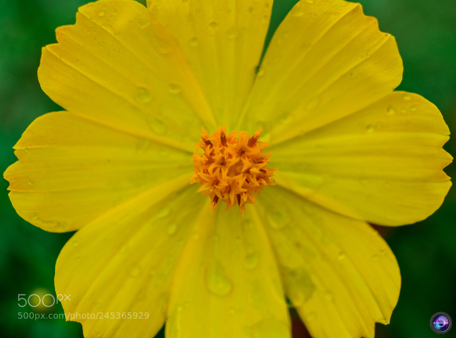 Nikon D3400 sample photo. Fresh yellow photography