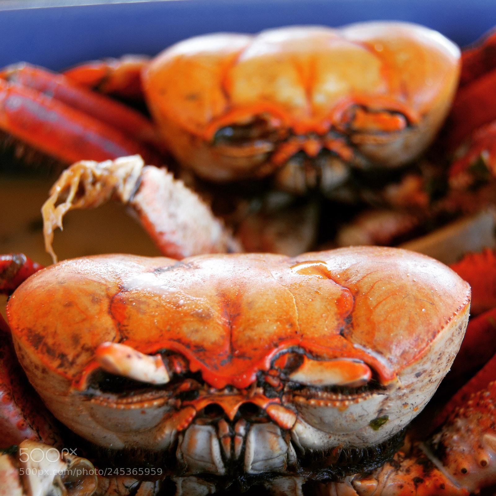 Nikon D80 sample photo. Crabs for lunch, praiha photography