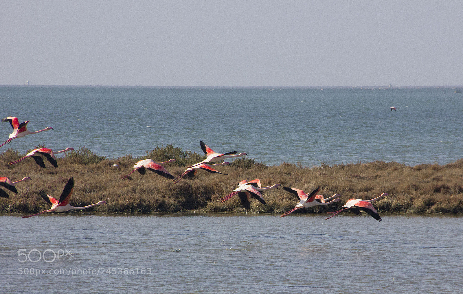Canon EOS 550D (EOS Rebel T2i / EOS Kiss X4) sample photo. Flamingo photography