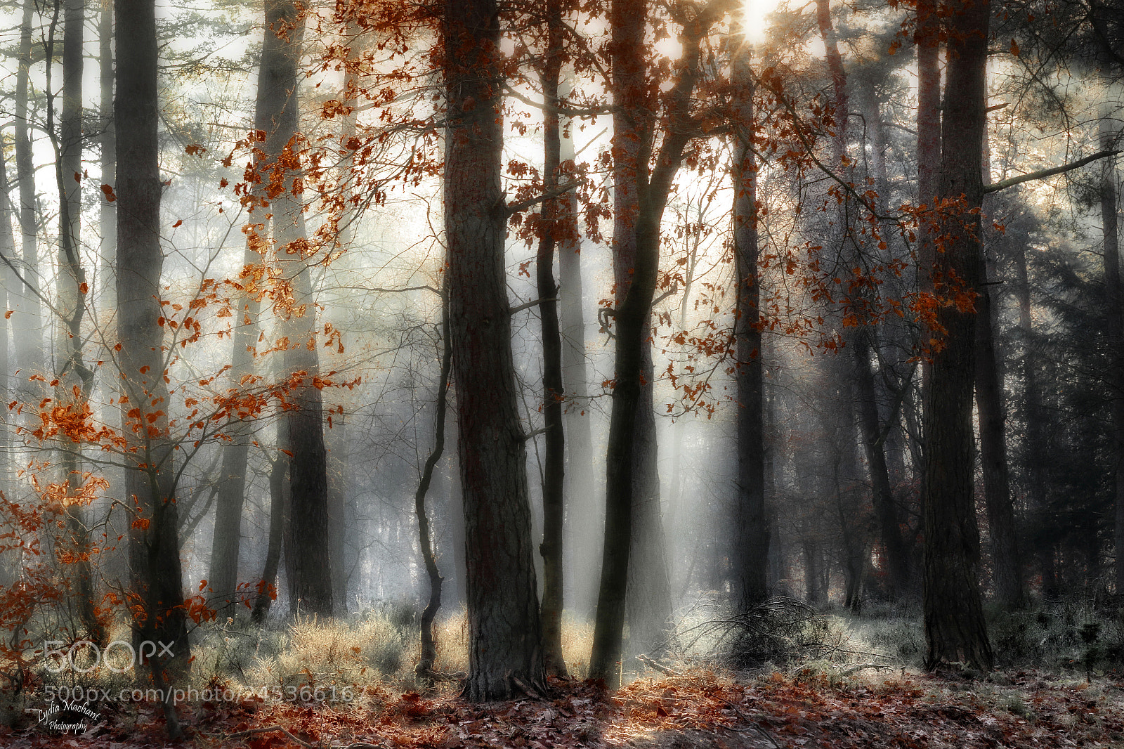 Canon EOS 7D Mark II sample photo. The forest's clothed with photography