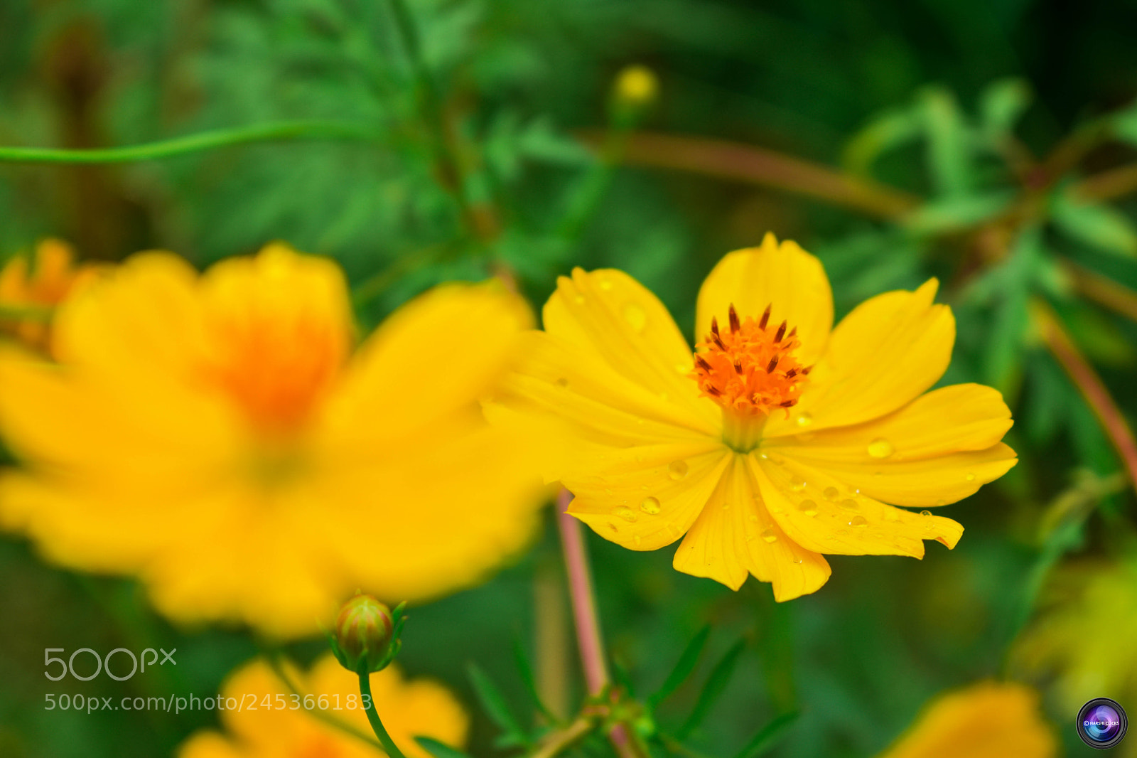 Nikon D3400 sample photo. Fresh yellow photography