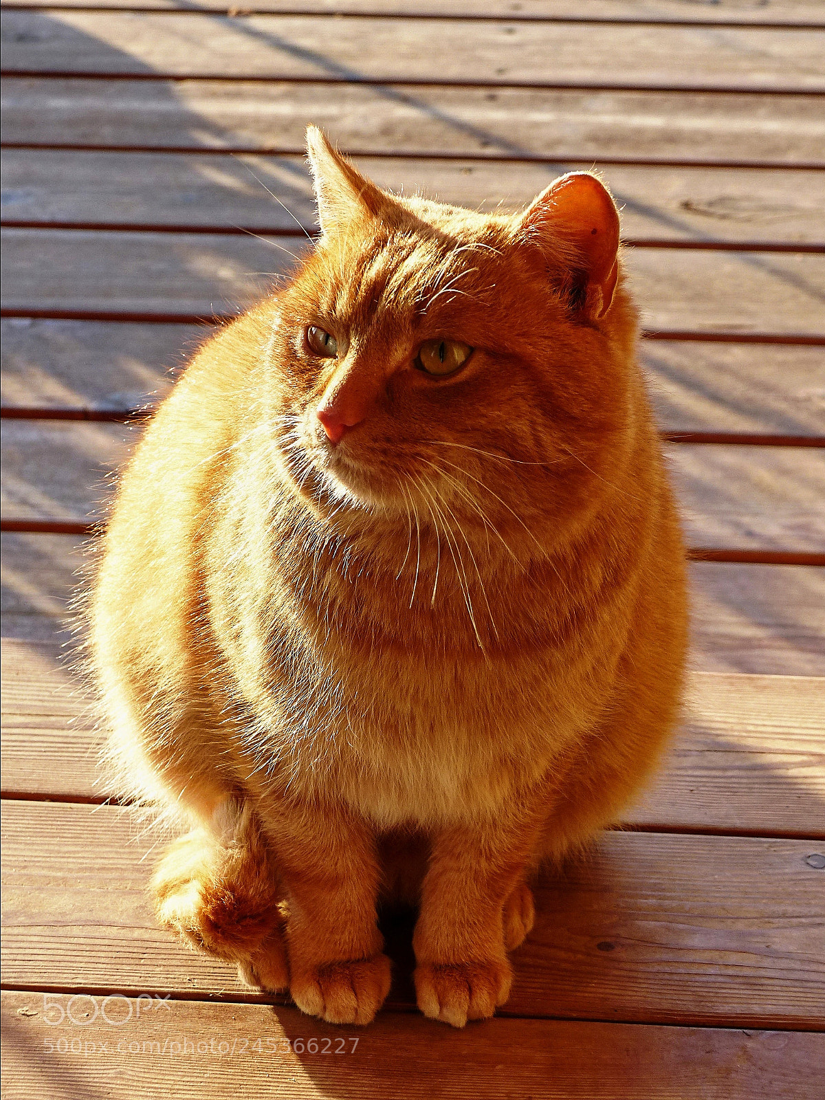 Panasonic Lumix DMC-FZ200 sample photo. Tomcat photography
