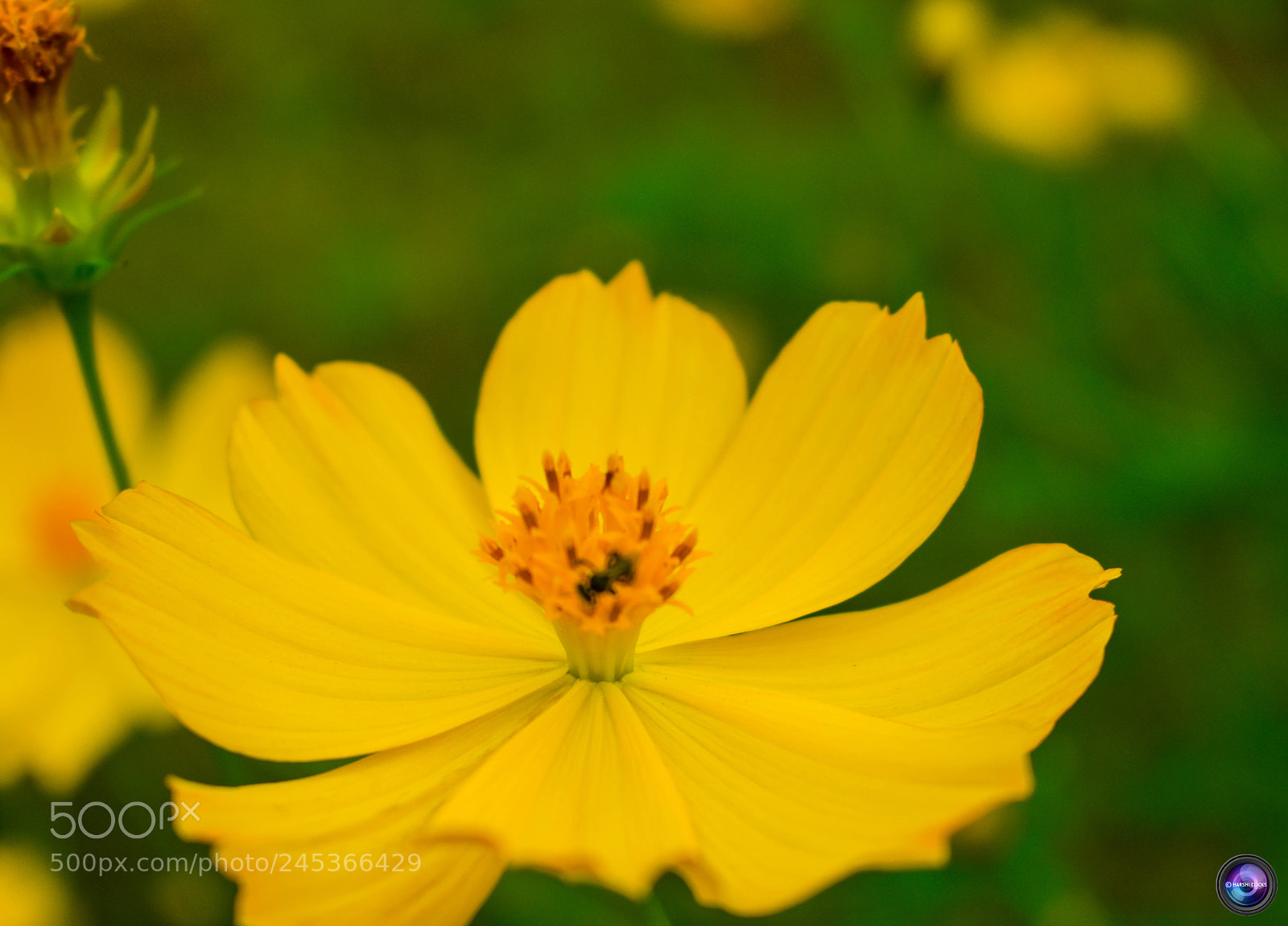 Nikon D3400 sample photo. Fresh yellow photography