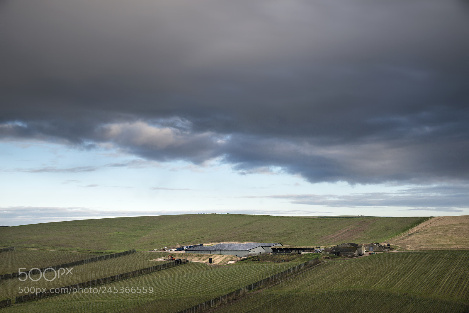 Nikon D800 sample photo. Landscape image of vineyard photography