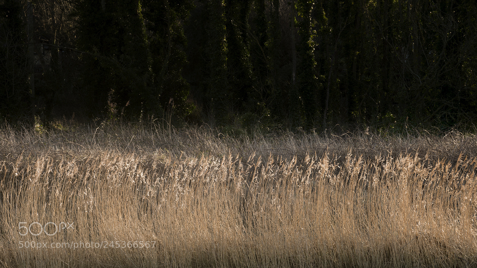 Nikon D800 sample photo. Detailed intimate landscape image photography