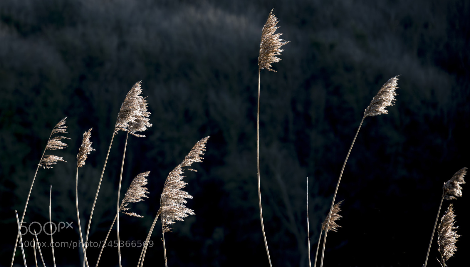 Nikon D800 sample photo. Detailed intimate landscape image photography