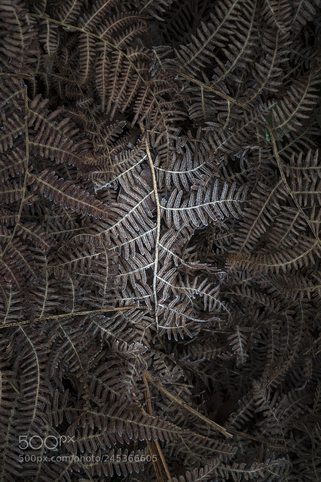 Nikon D800 sample photo. Detailed macro intimate landscape photography