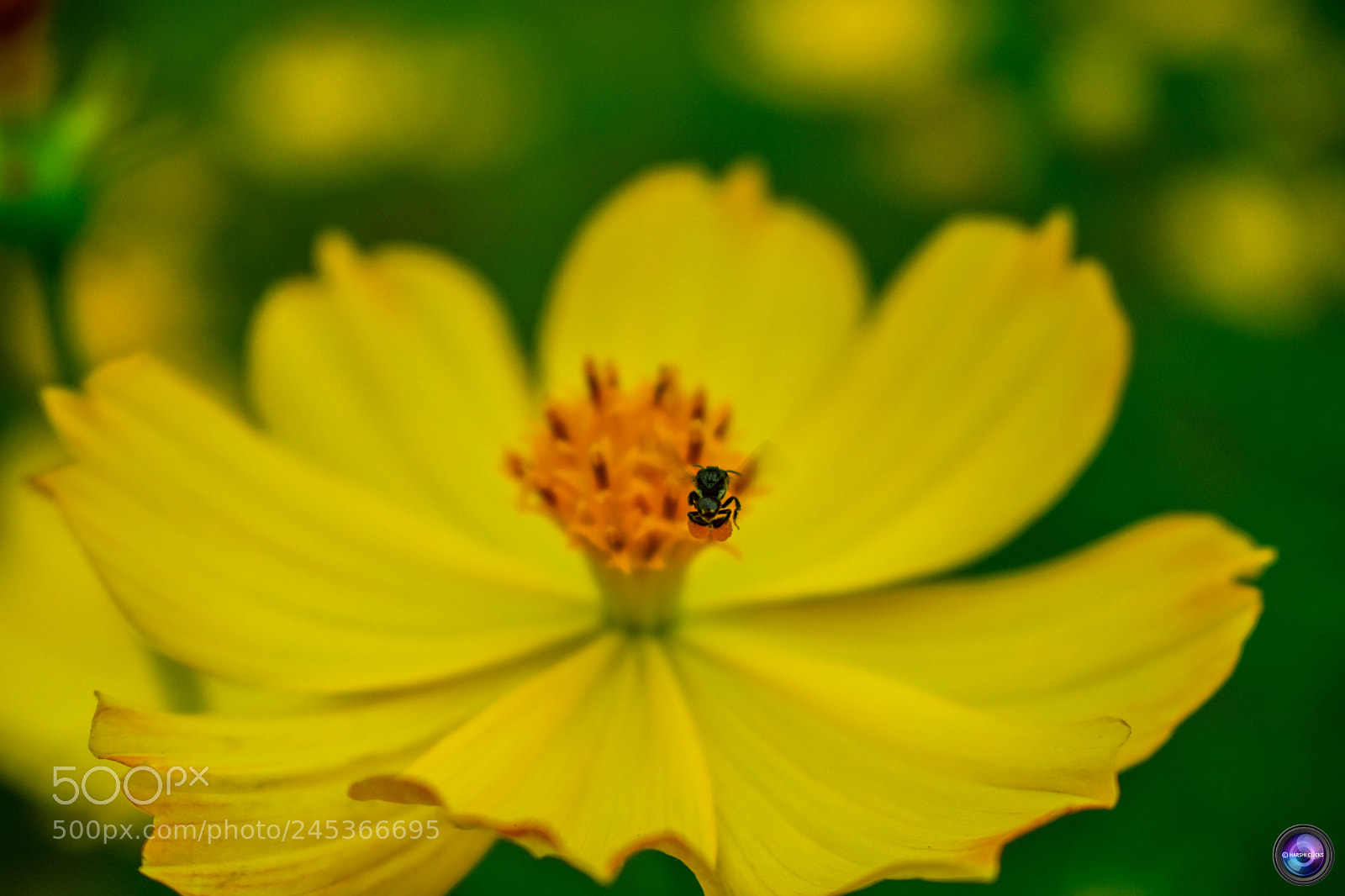 Nikon D3400 sample photo. Fresh yellow photography