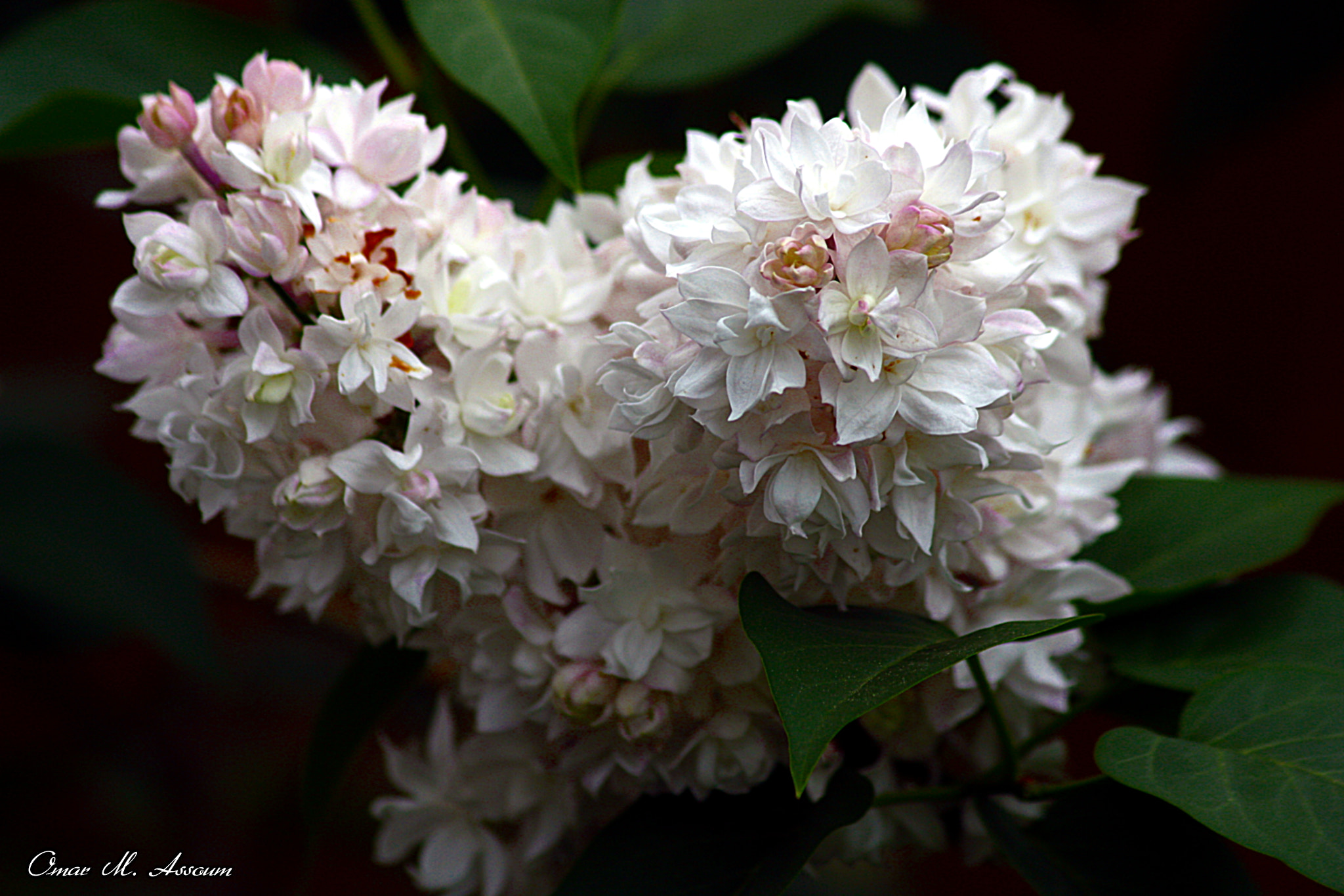Canon EF 75-300mm F4.0-5.6 IS USM sample photo. Beauty of moscow lilac photography