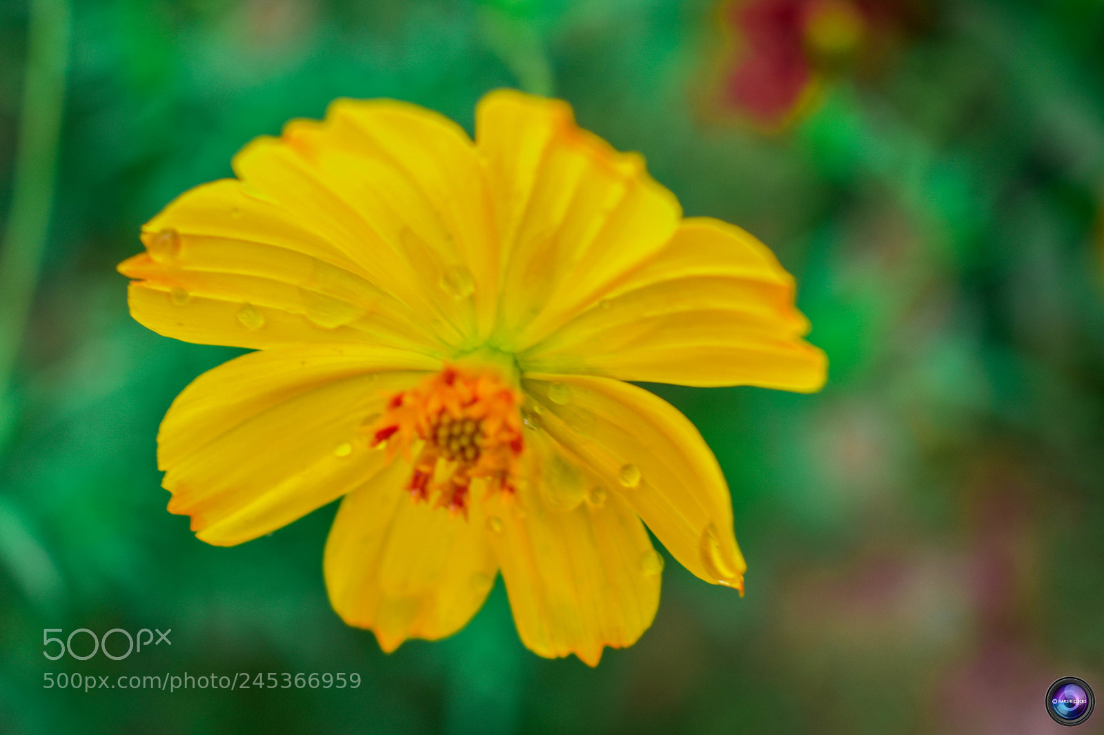 Nikon D3400 sample photo. Fresh yellow photography