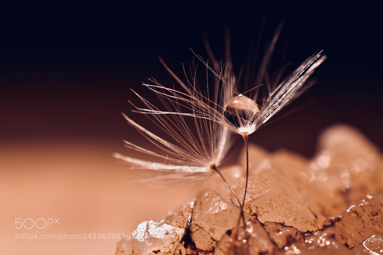 Nikon D5600 sample photo. Dandelion dance photography