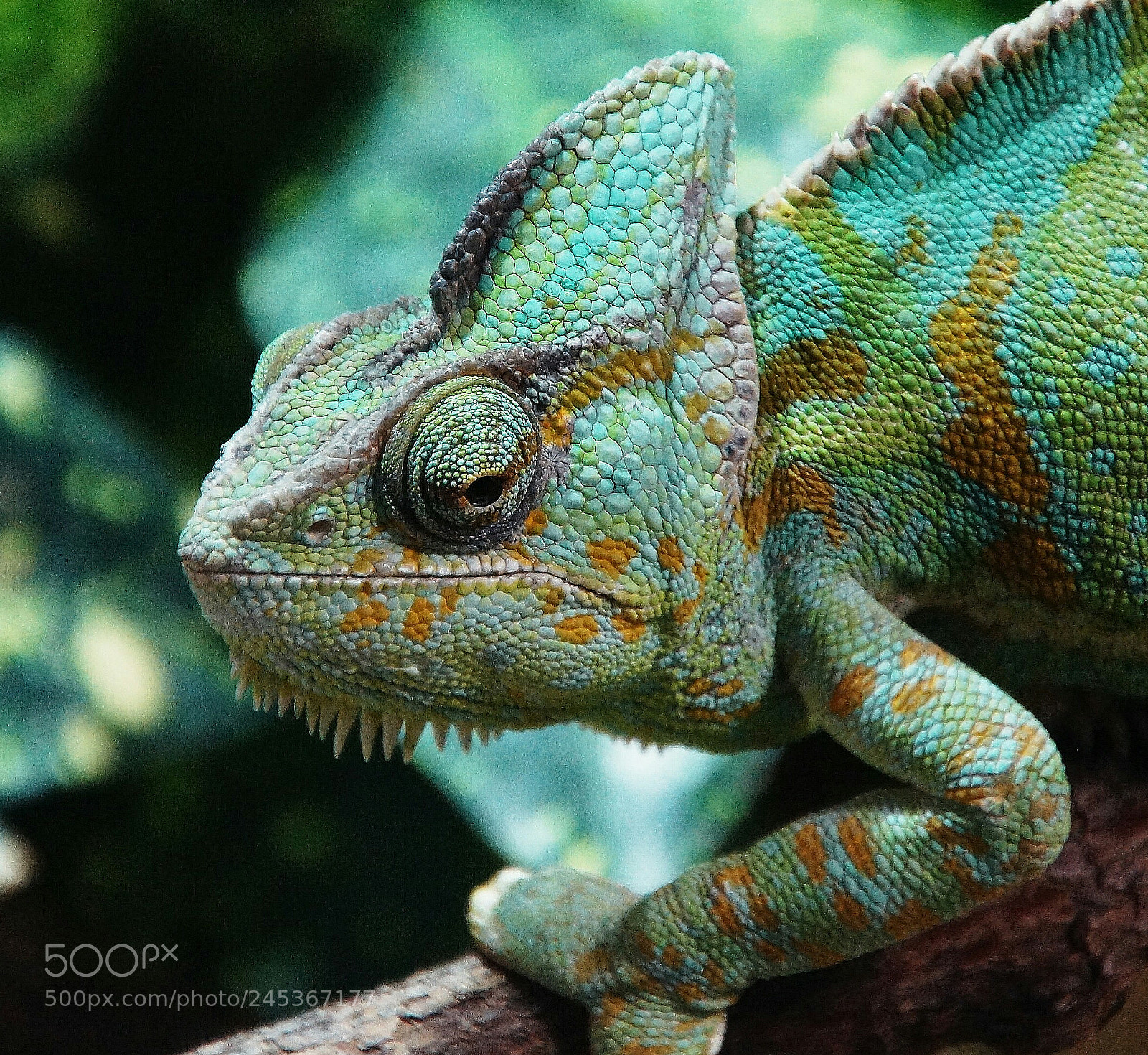 Sony SLT-A65 (SLT-A65V) sample photo. Chameleon photography