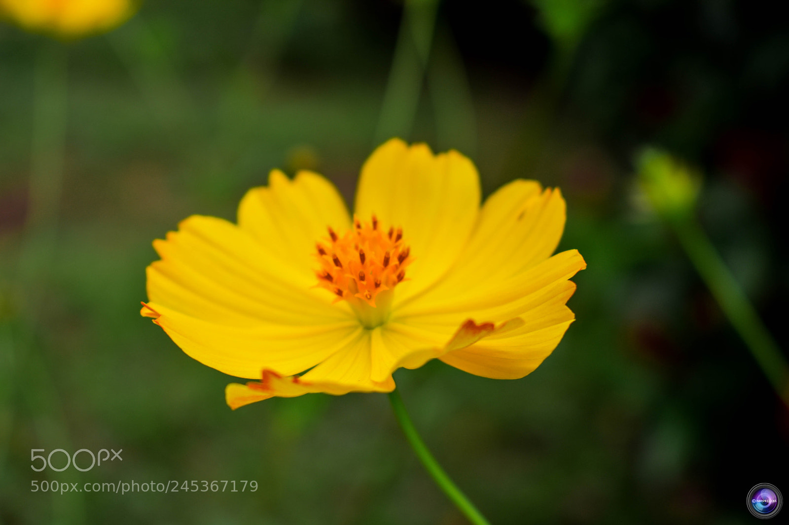 Nikon D3400 sample photo. Fresh yellow photography