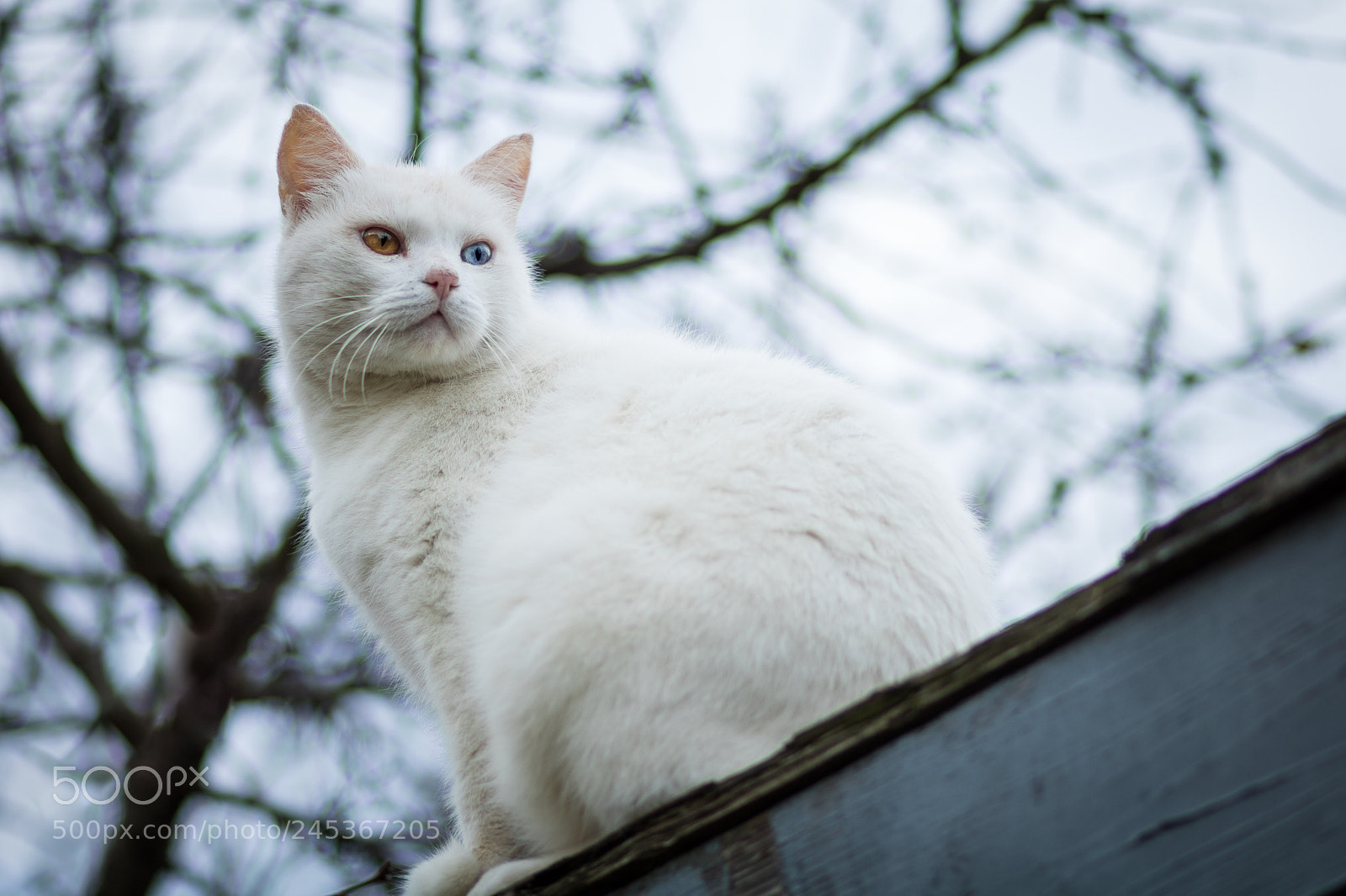 Canon EOS 760D (EOS Rebel T6s / EOS 8000D) sample photo. On the lookout photography