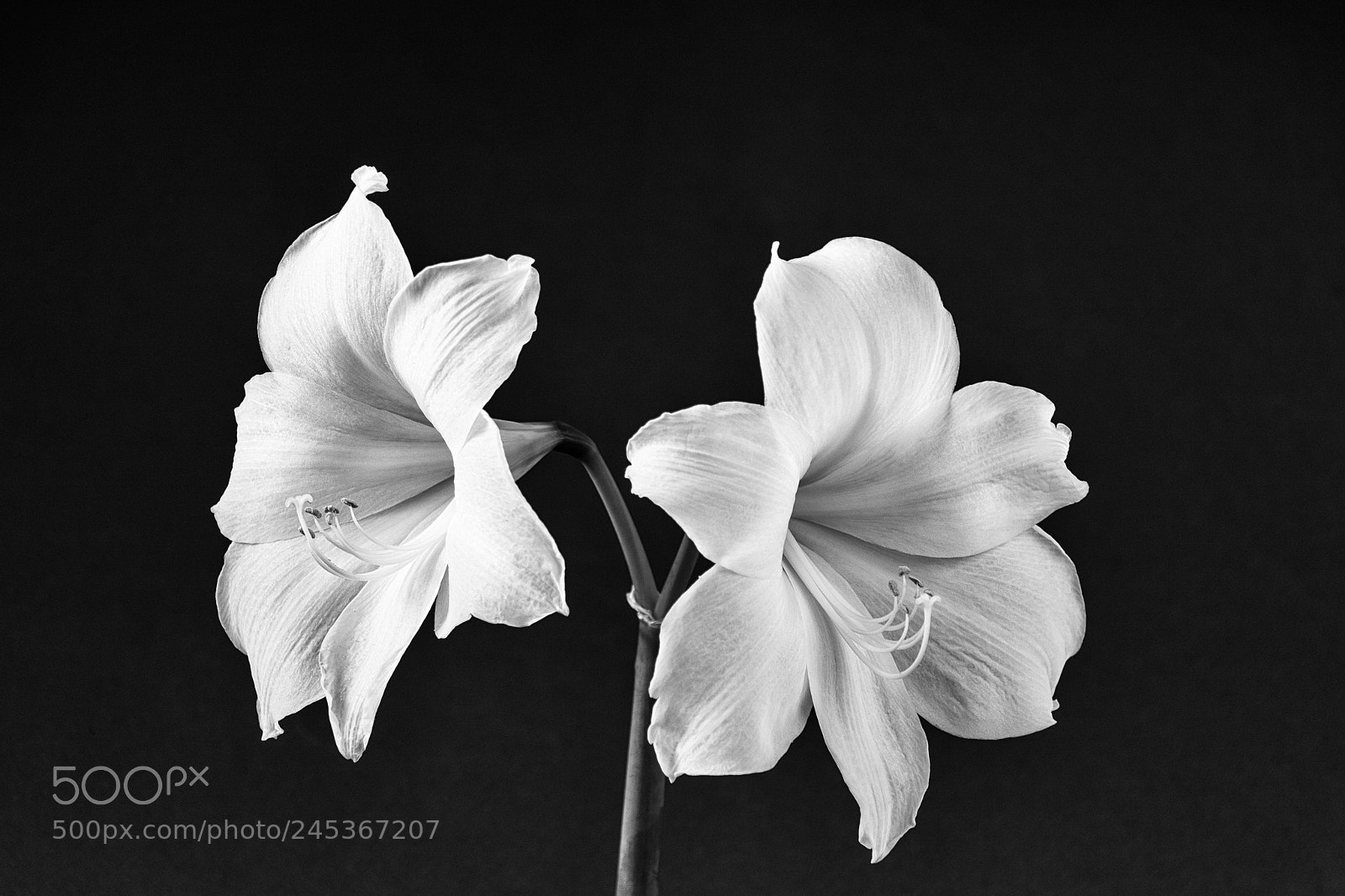 Canon EOS 760D (EOS Rebel T6s / EOS 8000D) sample photo. White amaryllis photography