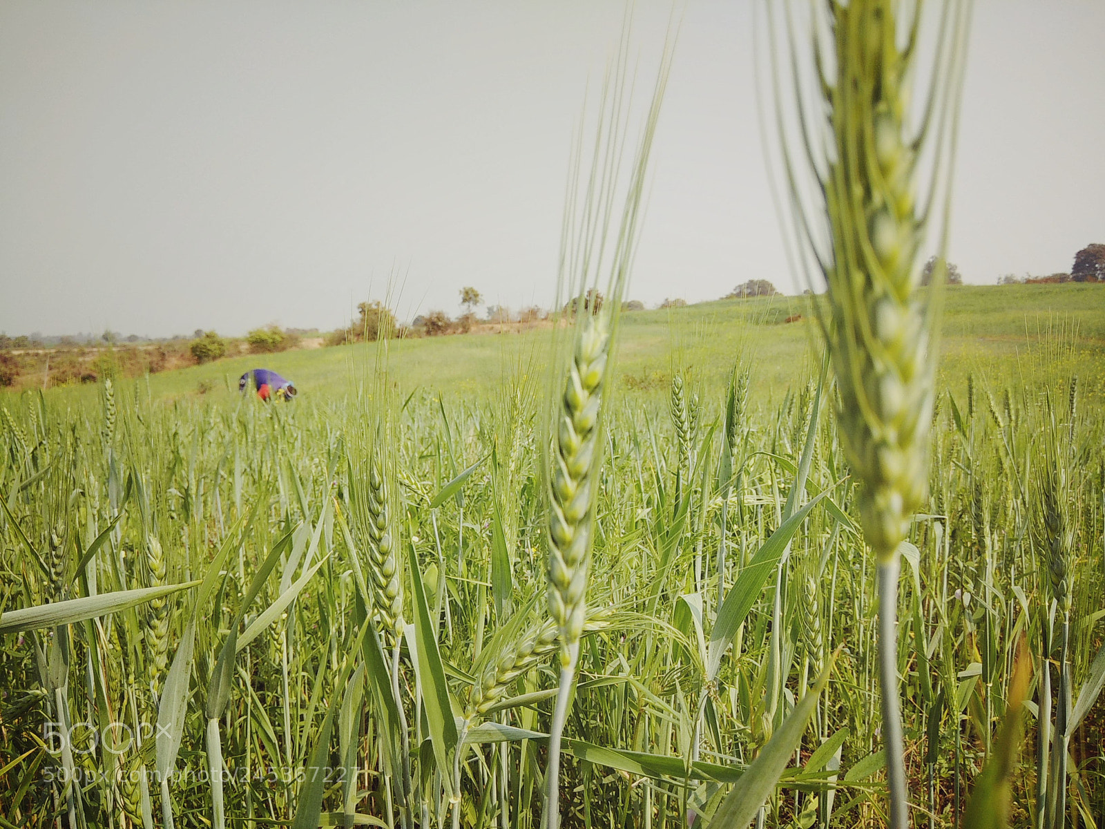 Xiaomi Redmi Note 4 sample photo. Footprints of the summer photography