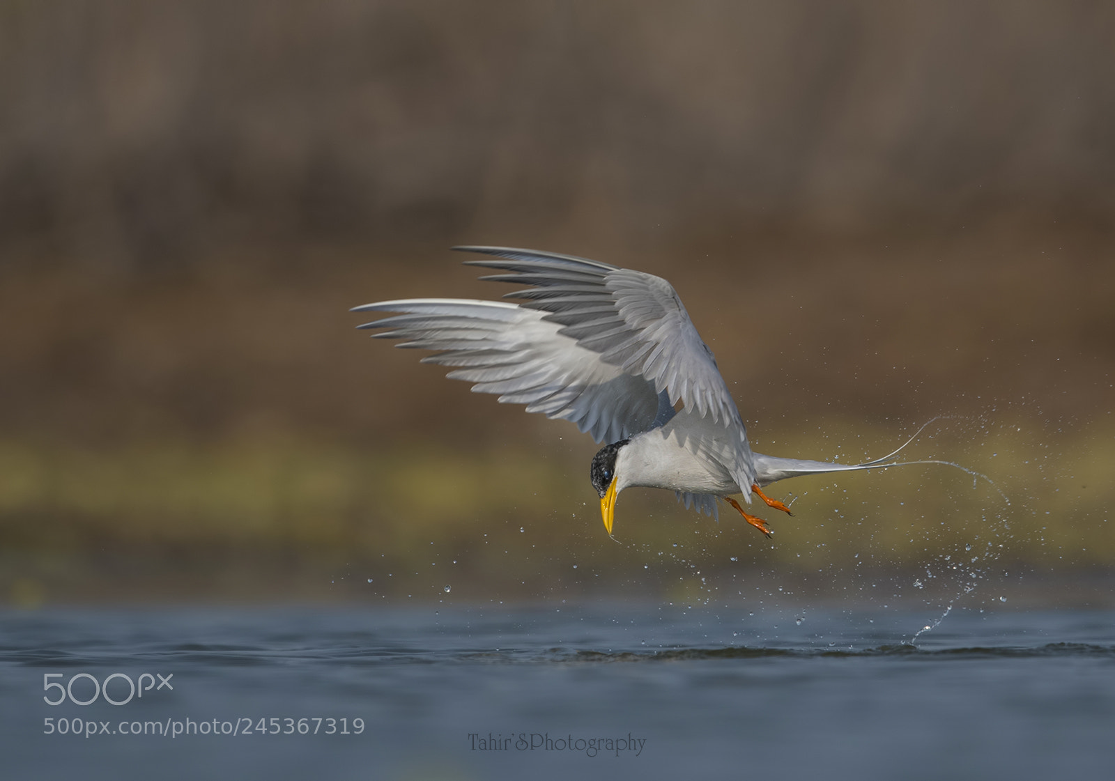 Nikon D500 sample photo. The river tern photography