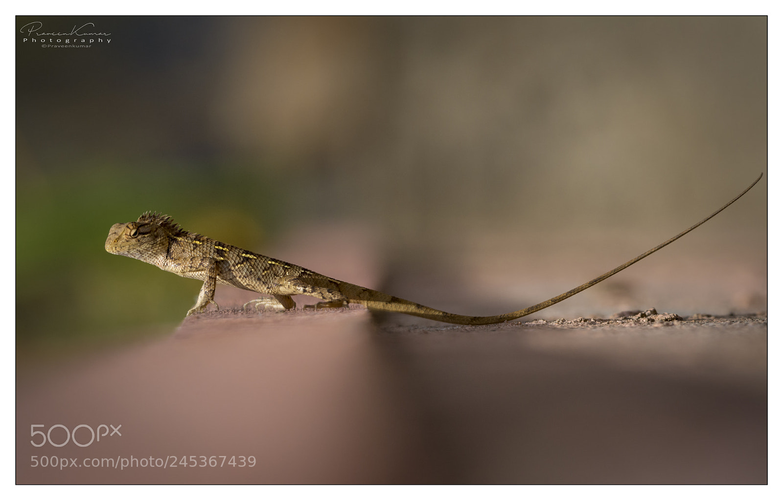 Nikon D5200 sample photo. Changeable lizard photography