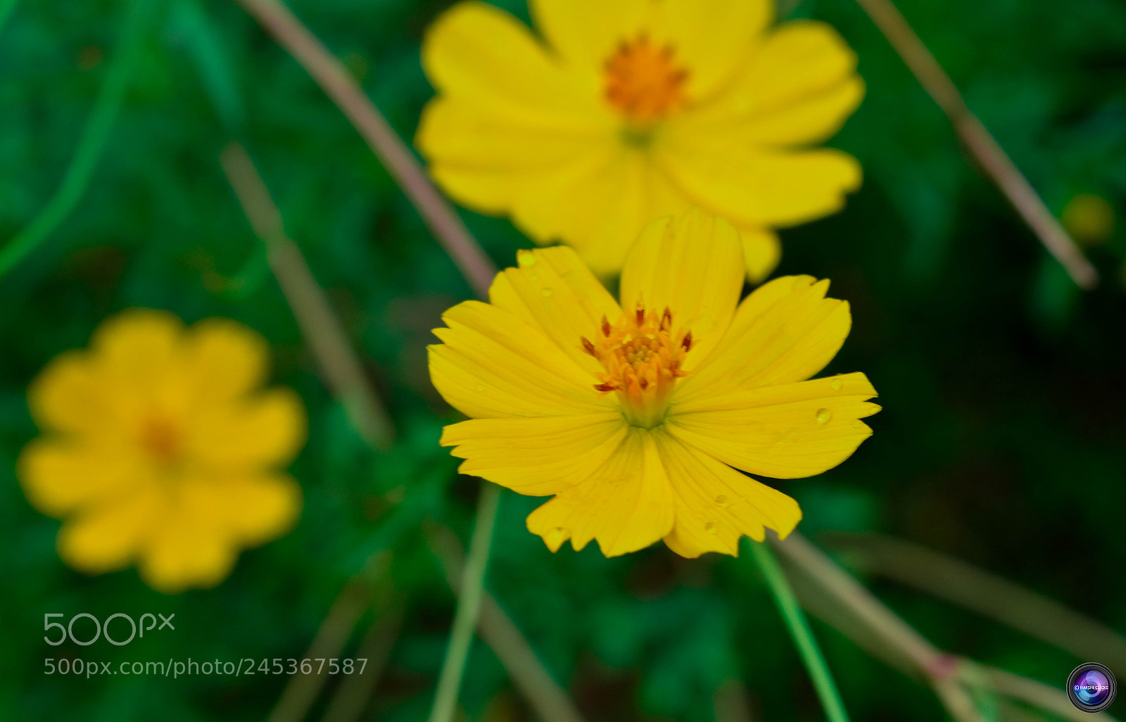 Nikon D3400 sample photo. Fresh yellow photography