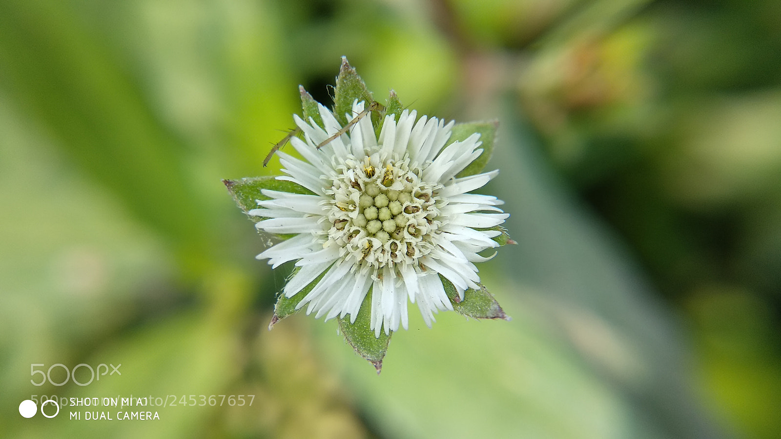 Xiaomi Mi A1 sample photo. ~white flower~ photography