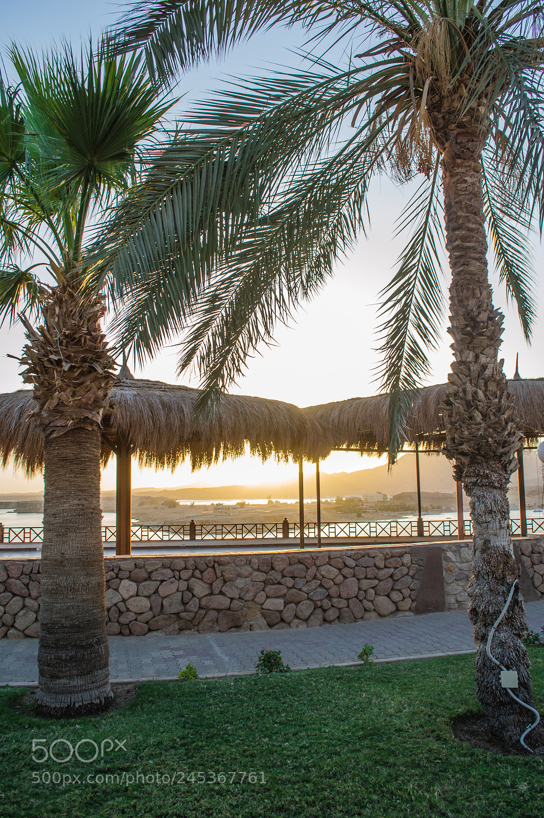 Nikon D3100 sample photo. Palms photography