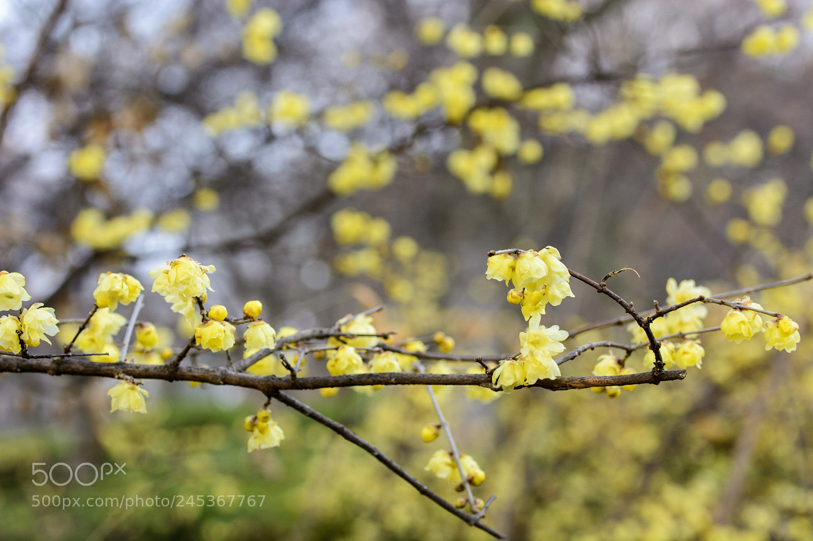 Nikon D7100 sample photo. Yellow s photography