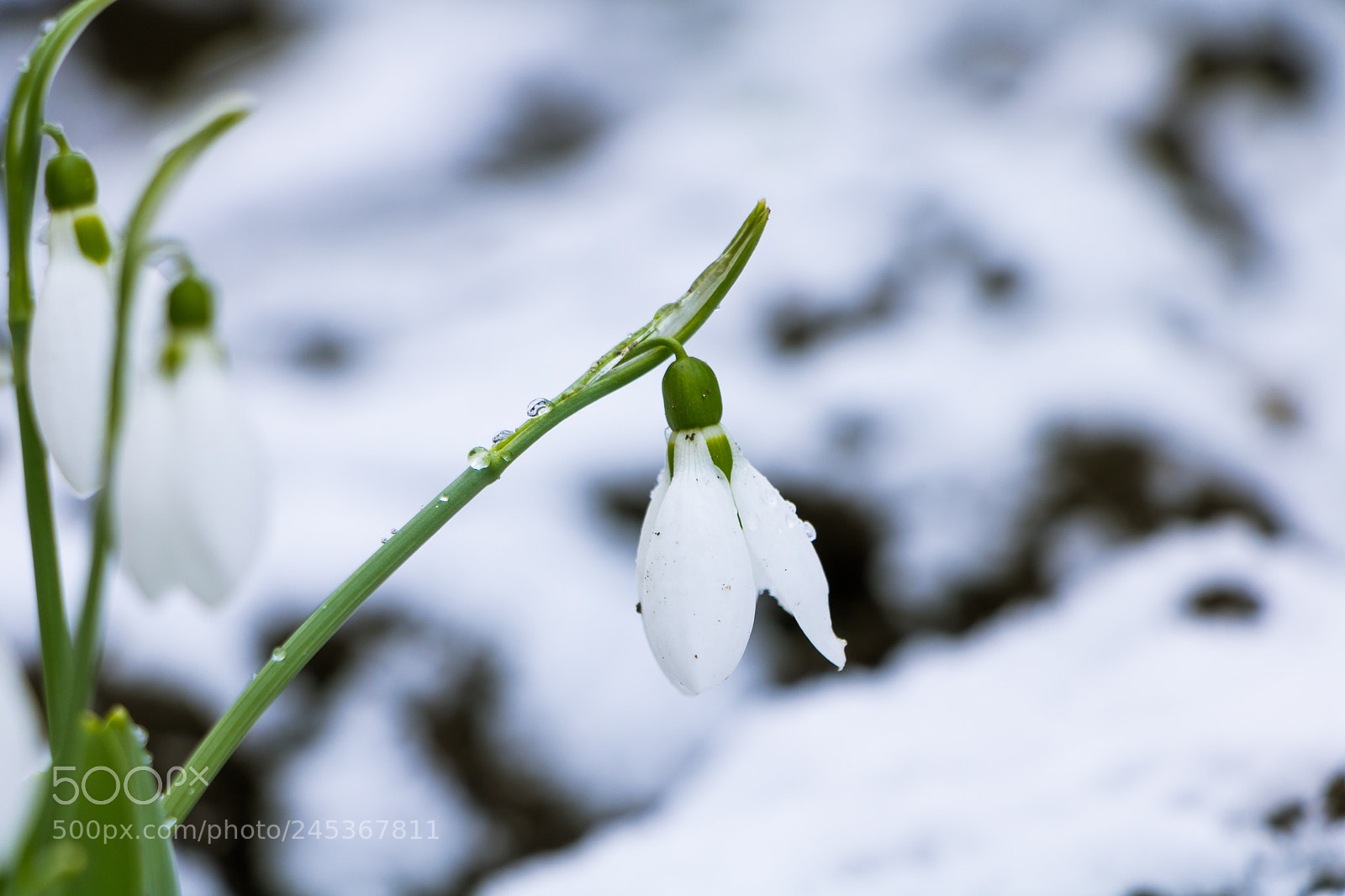 Canon EOS 760D (EOS Rebel T6s / EOS 8000D) sample photo. Snowflower photography