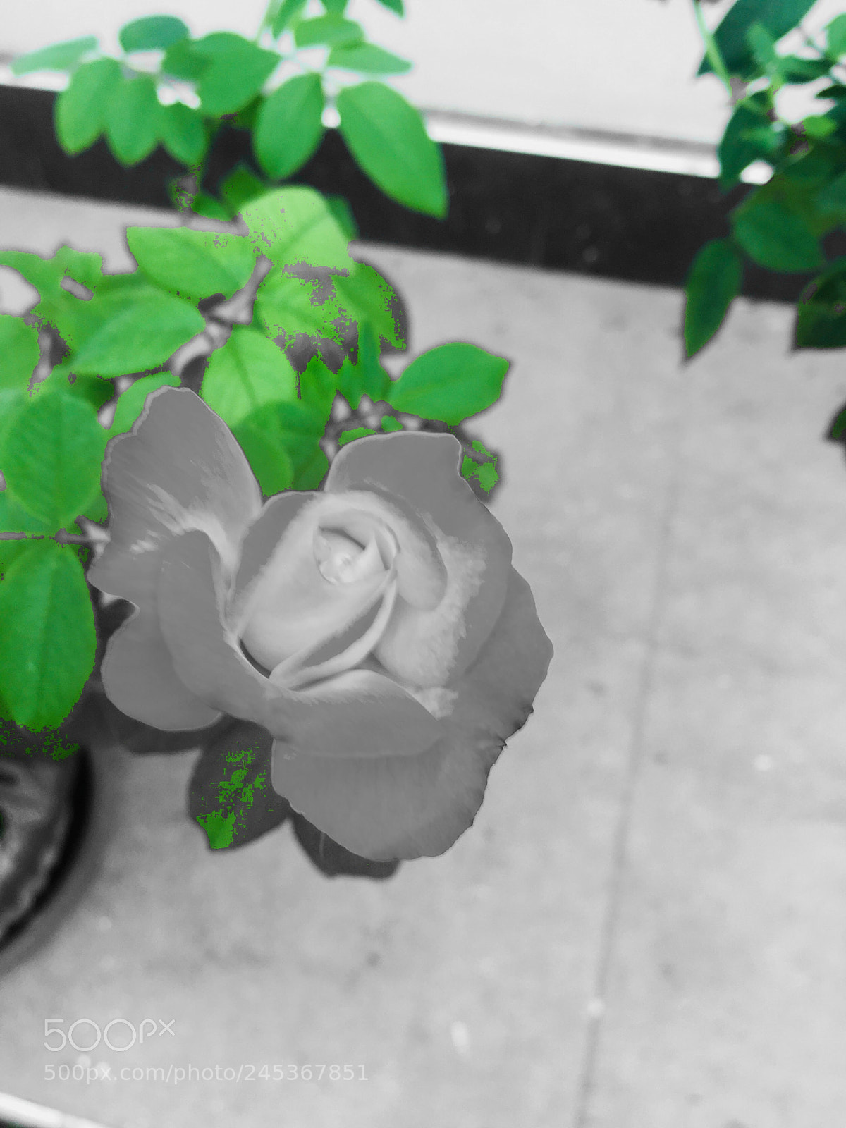 Apple iPhone 6s sample photo. Untitled photography