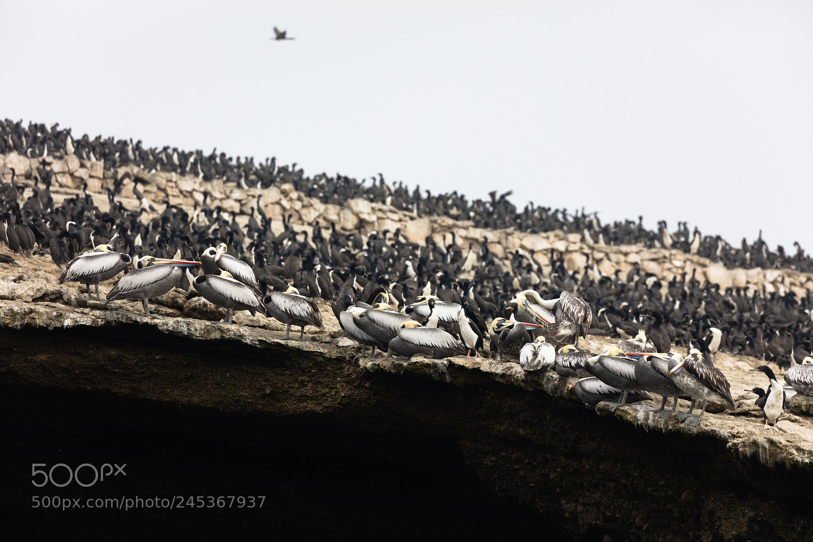 Canon EOS 5DS R sample photo. Ballestas islands, perù photography