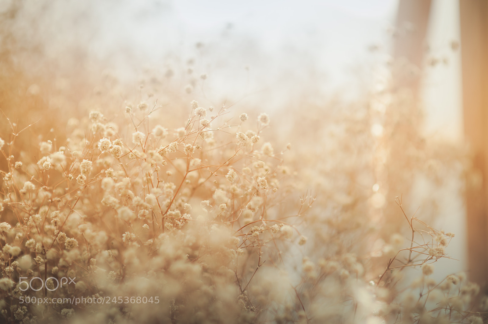 Nikon D700 sample photo. Dried flora background emotion photography
