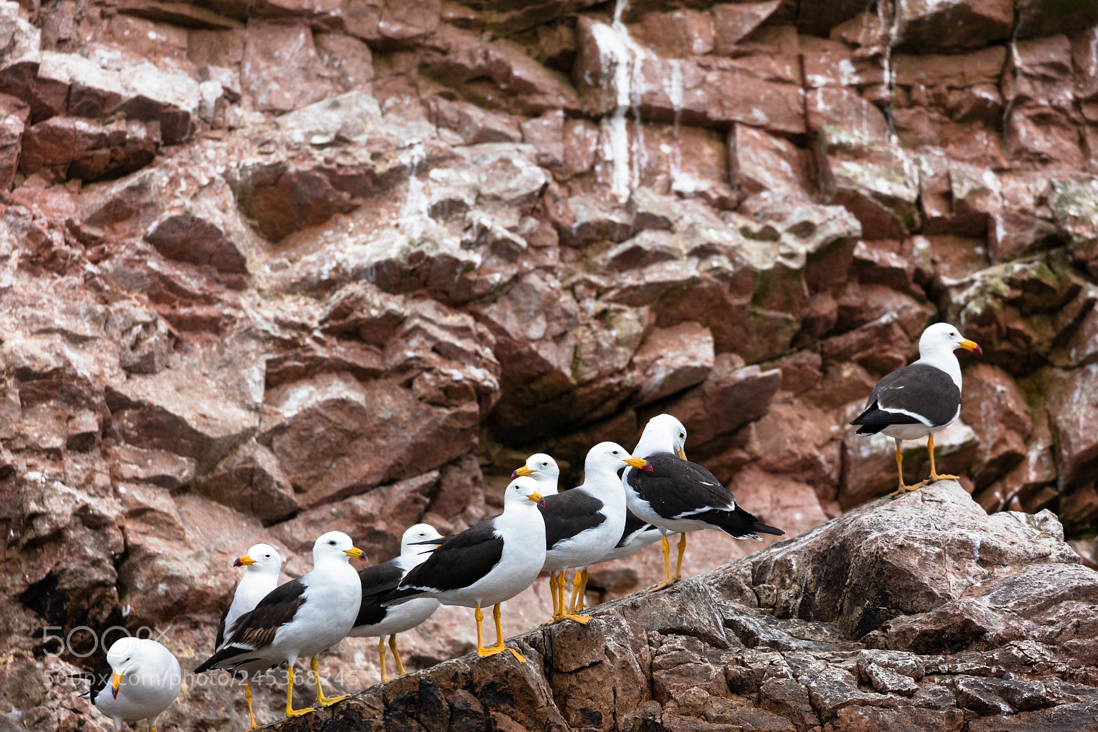 Canon EOS 5DS R sample photo. Ballestas islands, perù photography