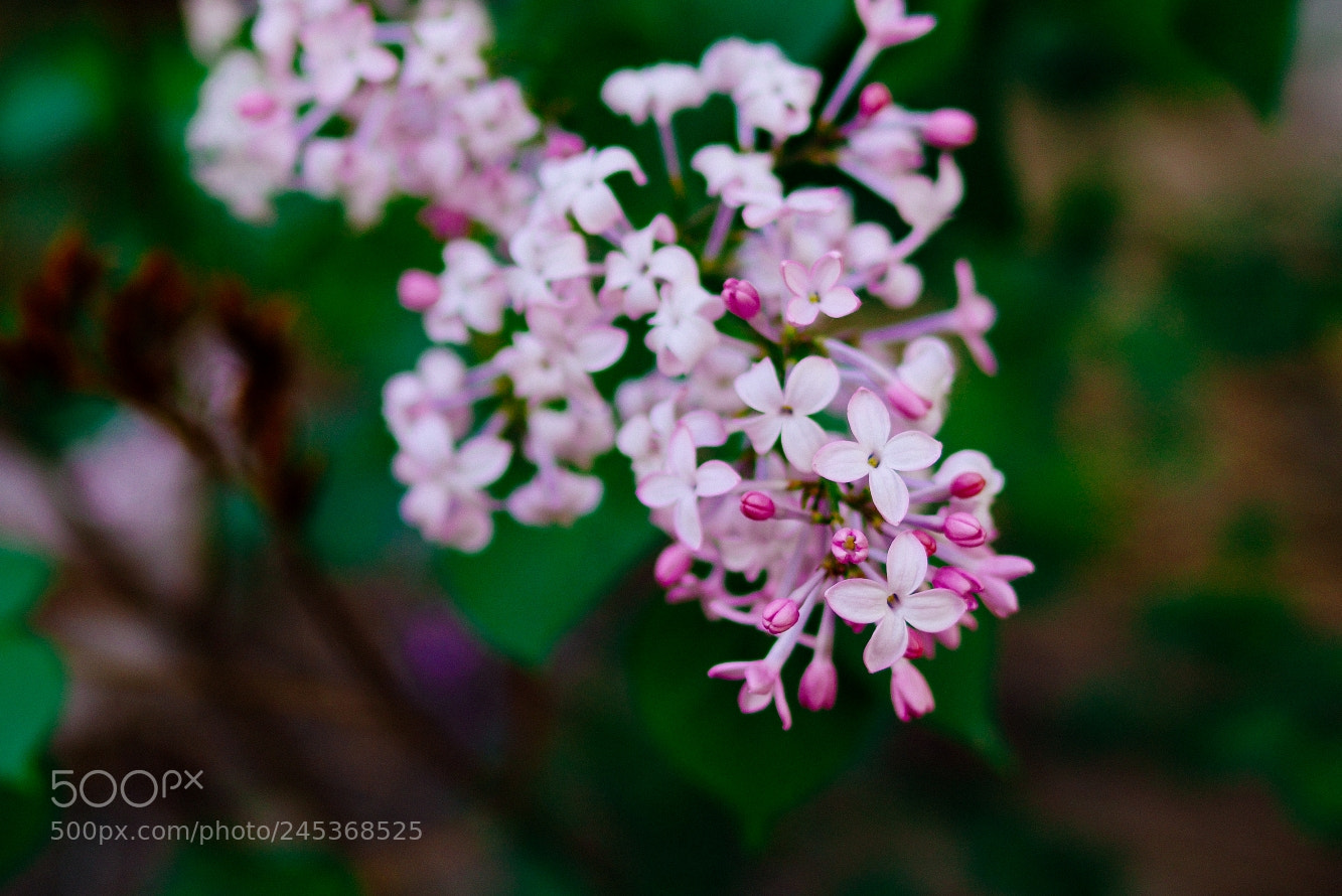 Pentax K-S2 sample photo. 7119538_1431094351.jpg photography