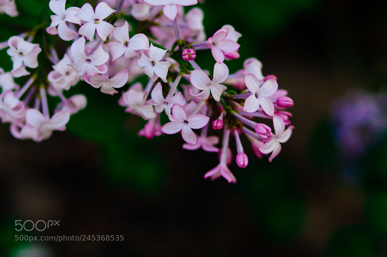 Pentax K-S2 sample photo. 7119538_1431094305.jpg photography