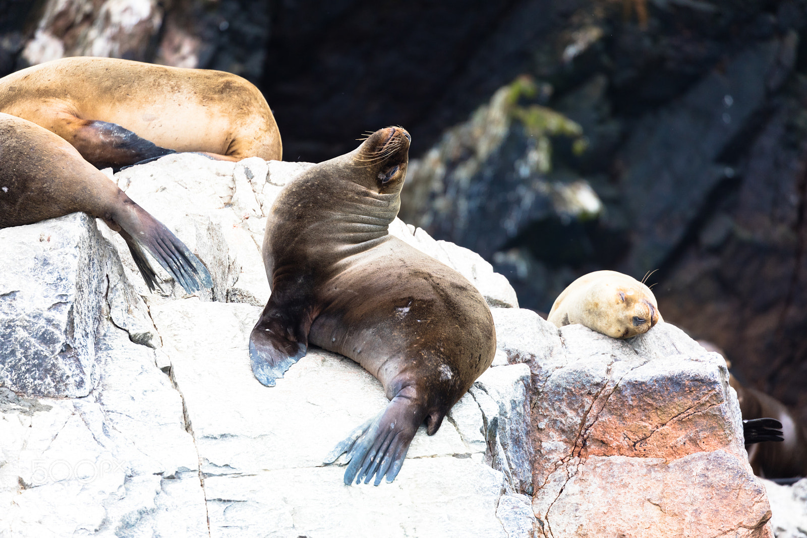 Canon EOS 5DS R sample photo. Ballestas islands, perù photography