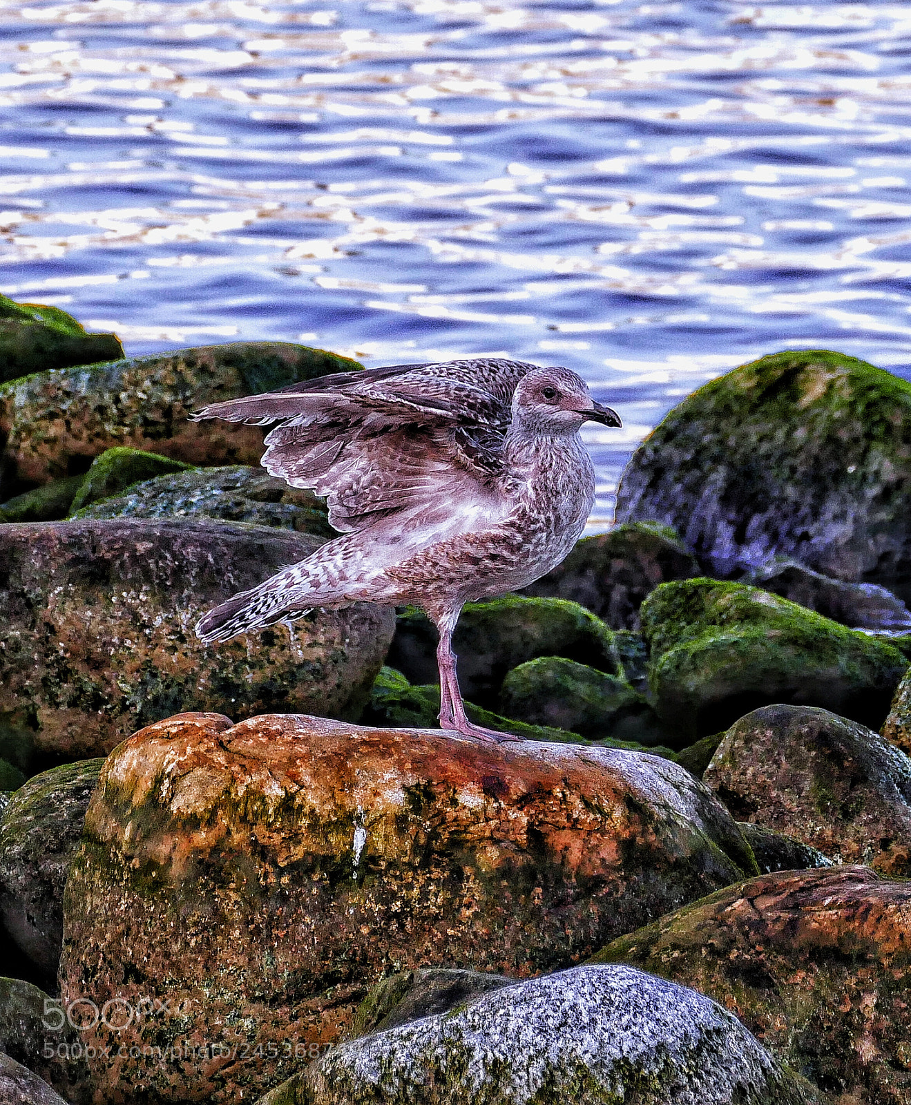 Panasonic Lumix DMC-FZ1000 sample photo. Lets fly! photography