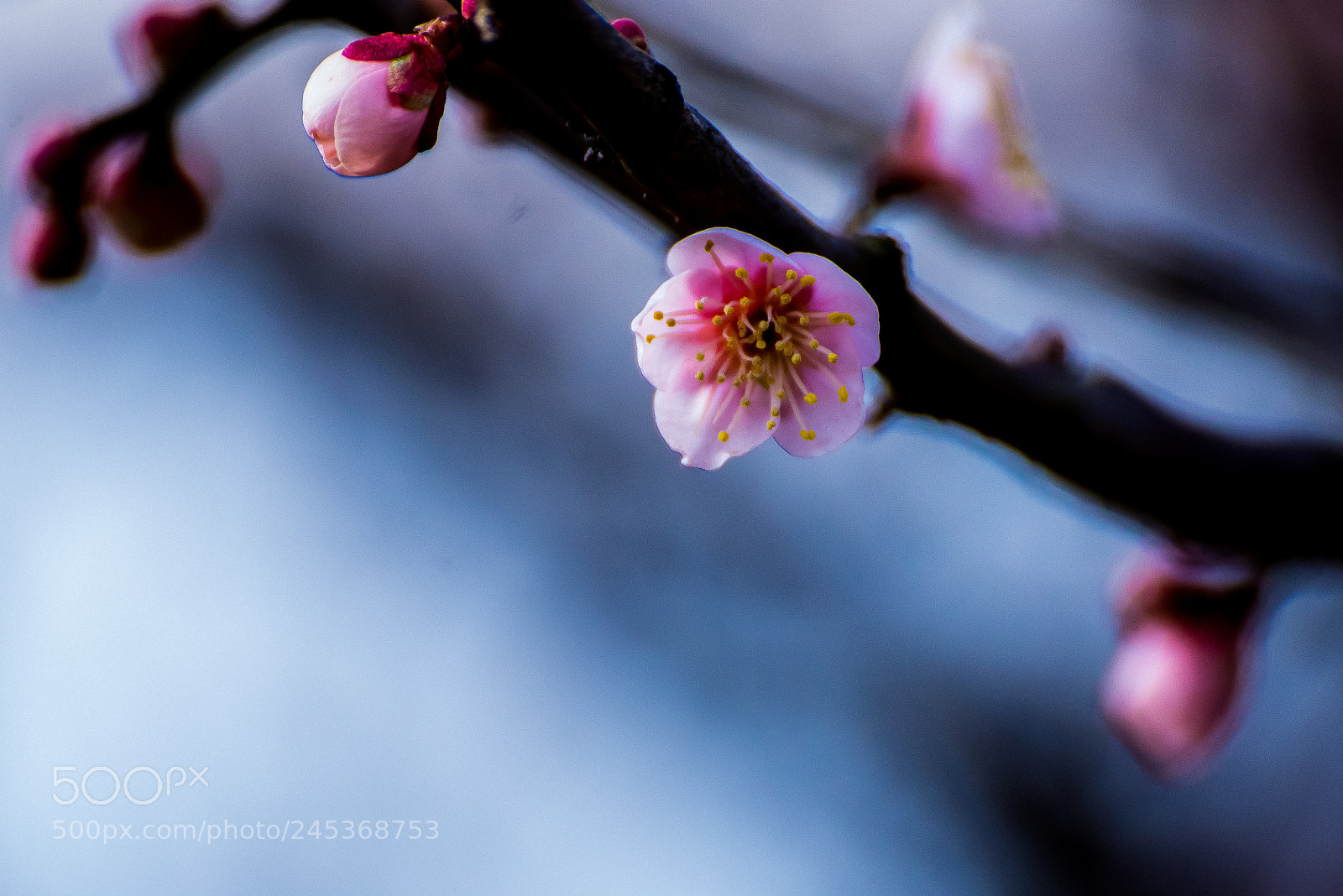 Nikon D610 sample photo. Spring opens photography