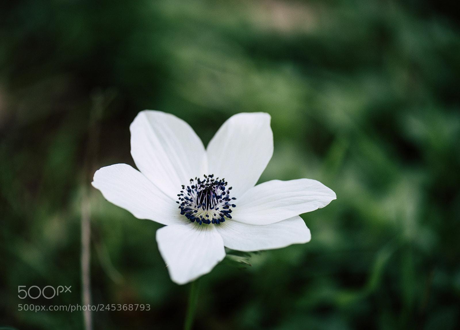 Nikon D810 sample photo. Pure photography