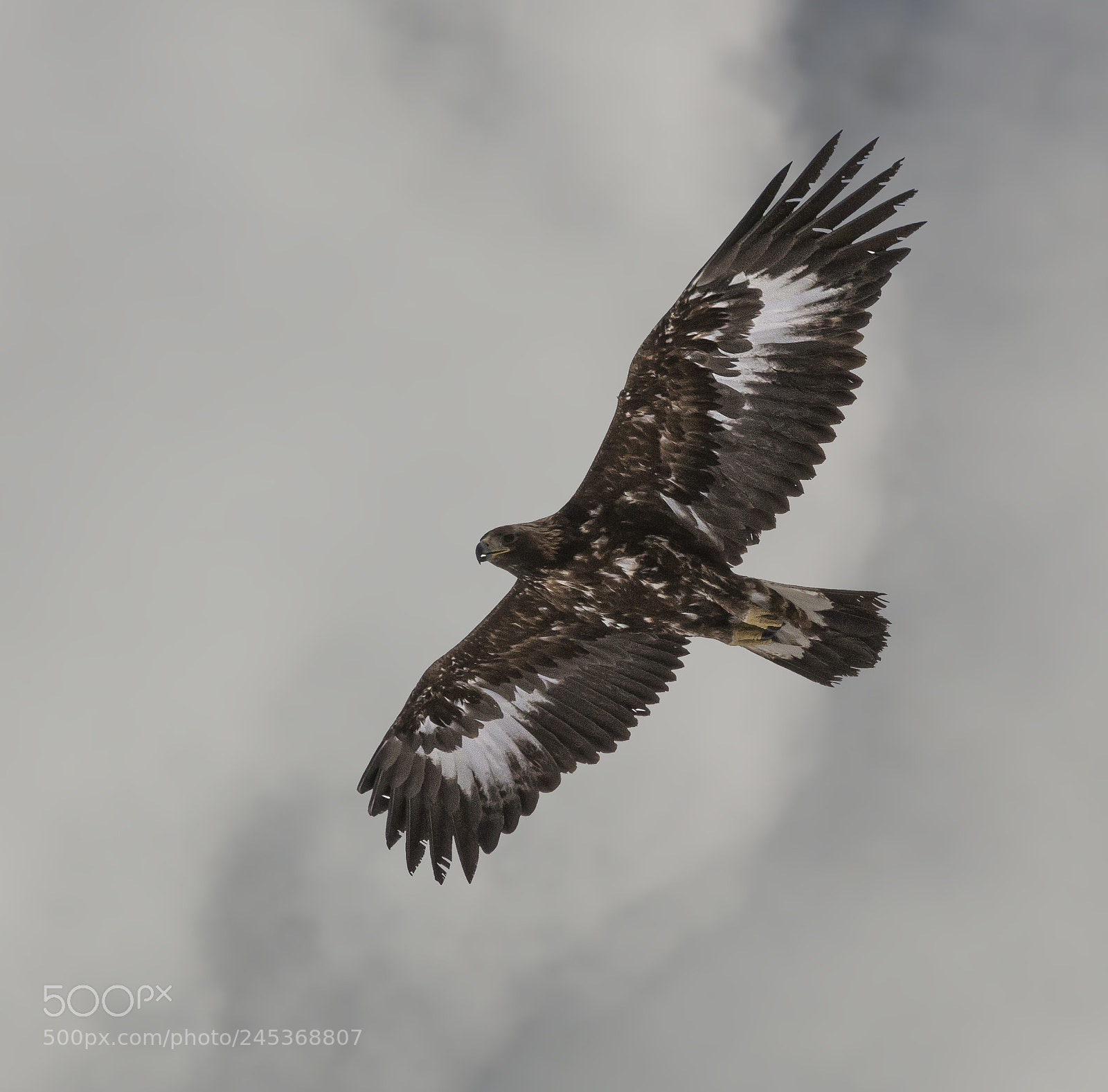 Nikon D610 sample photo. Royal eagle photography