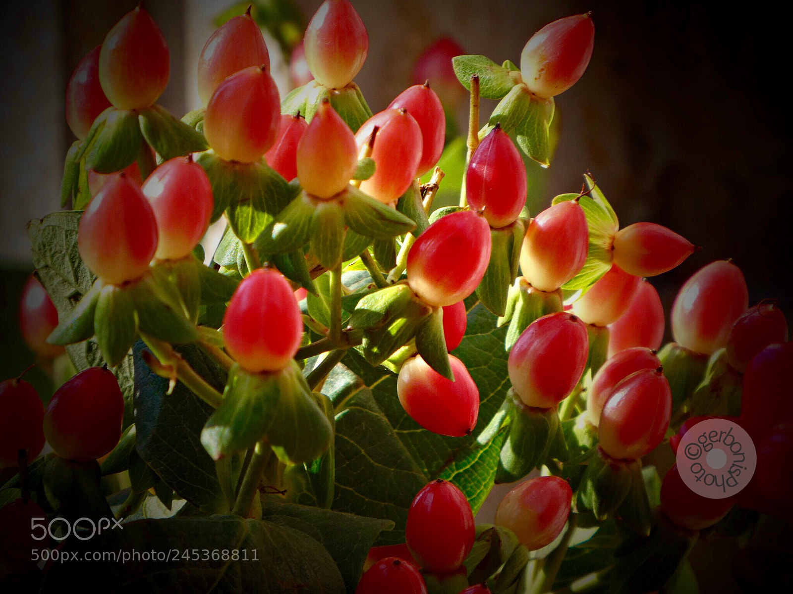Panasonic Lumix DC-ZS70 (Lumix DC-TZ90) sample photo. Hypericum berries....... photography