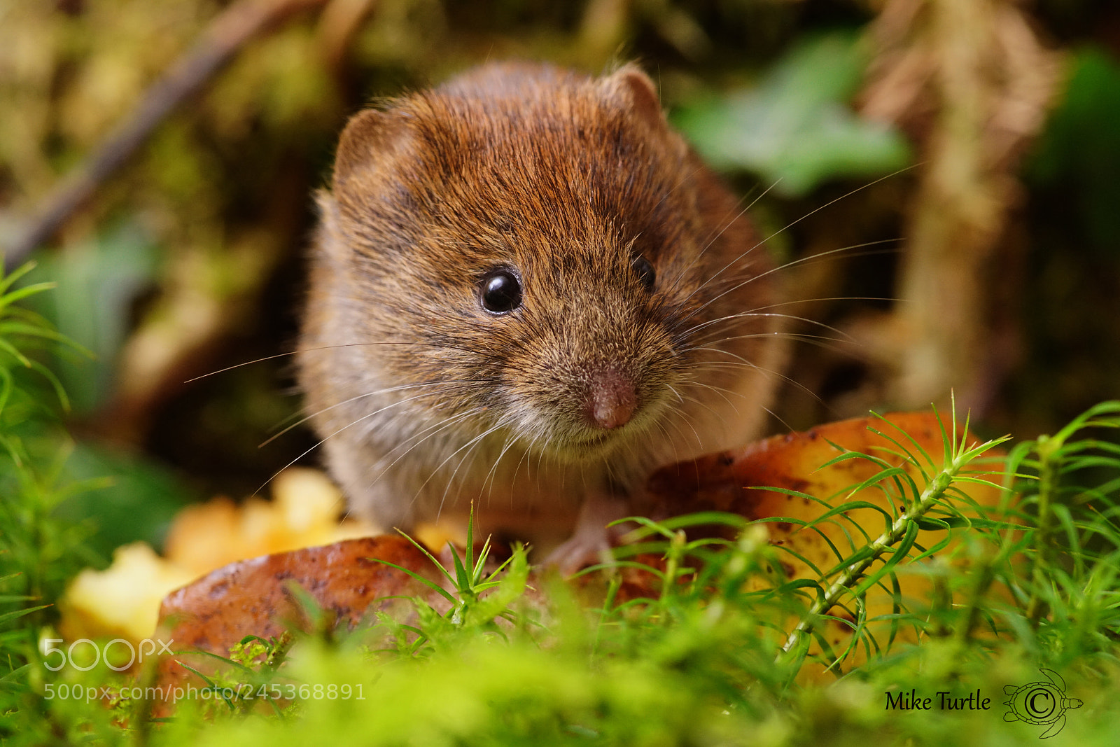 Sony a99 II sample photo. Bank vole photography