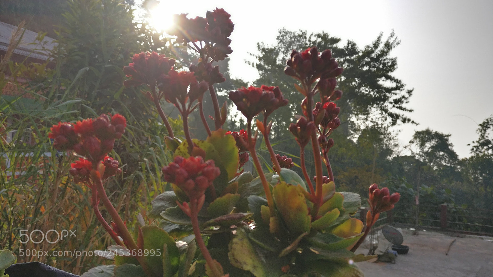 OnePlus A3003 sample photo. Morning in the hills photography