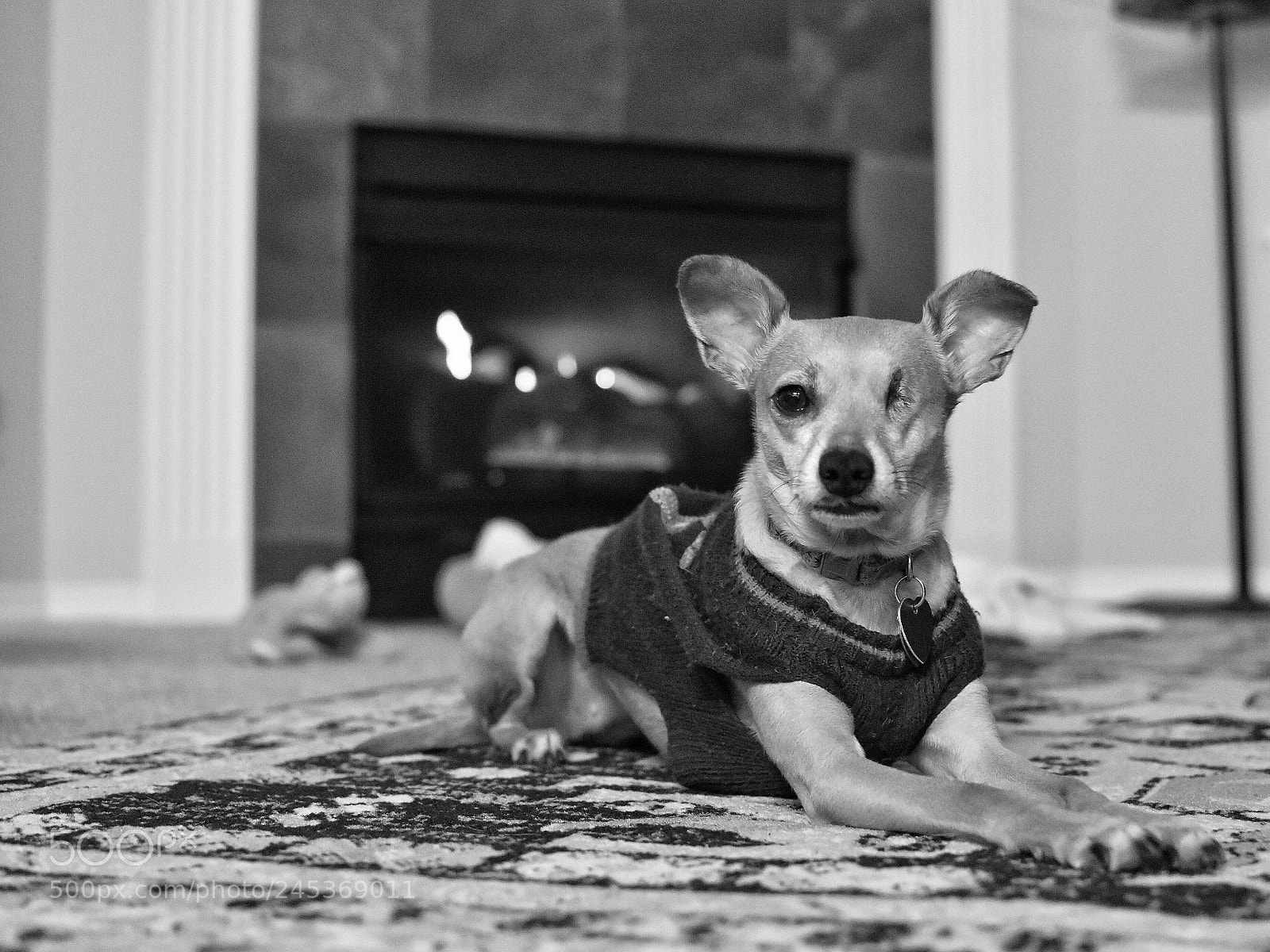 Nikon D3400 sample photo. Dog ifo fire photography