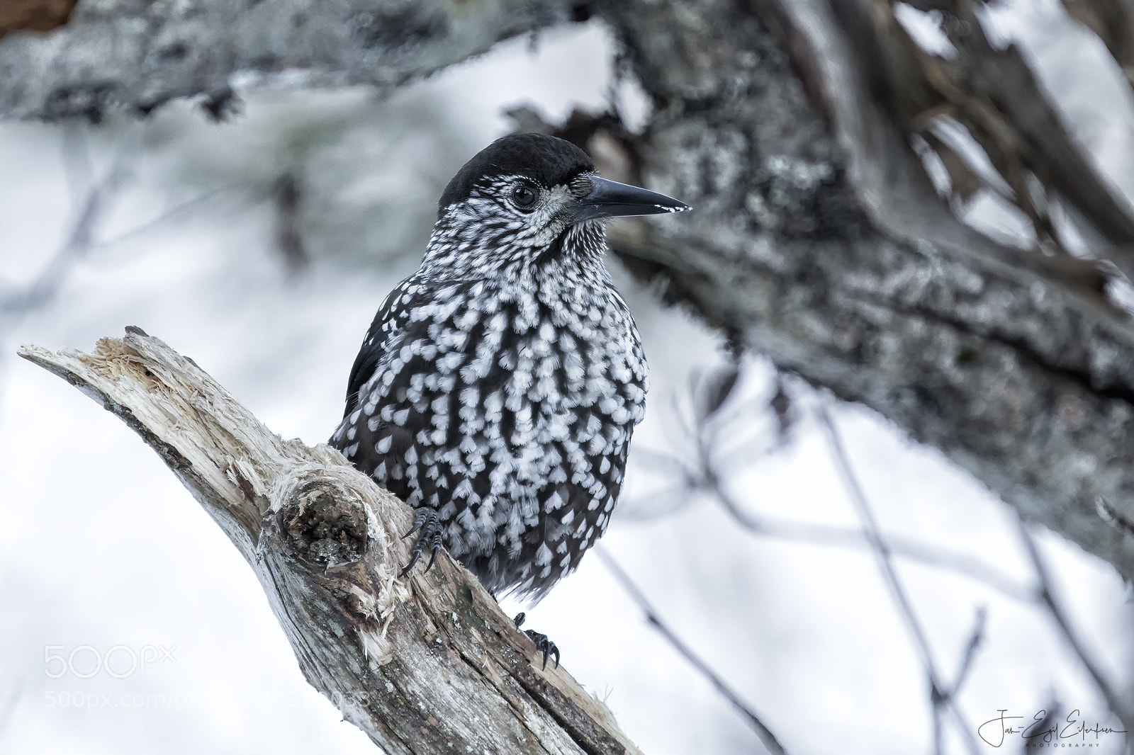 Canon EOS 7D Mark II sample photo. Spotted nutcracker photography
