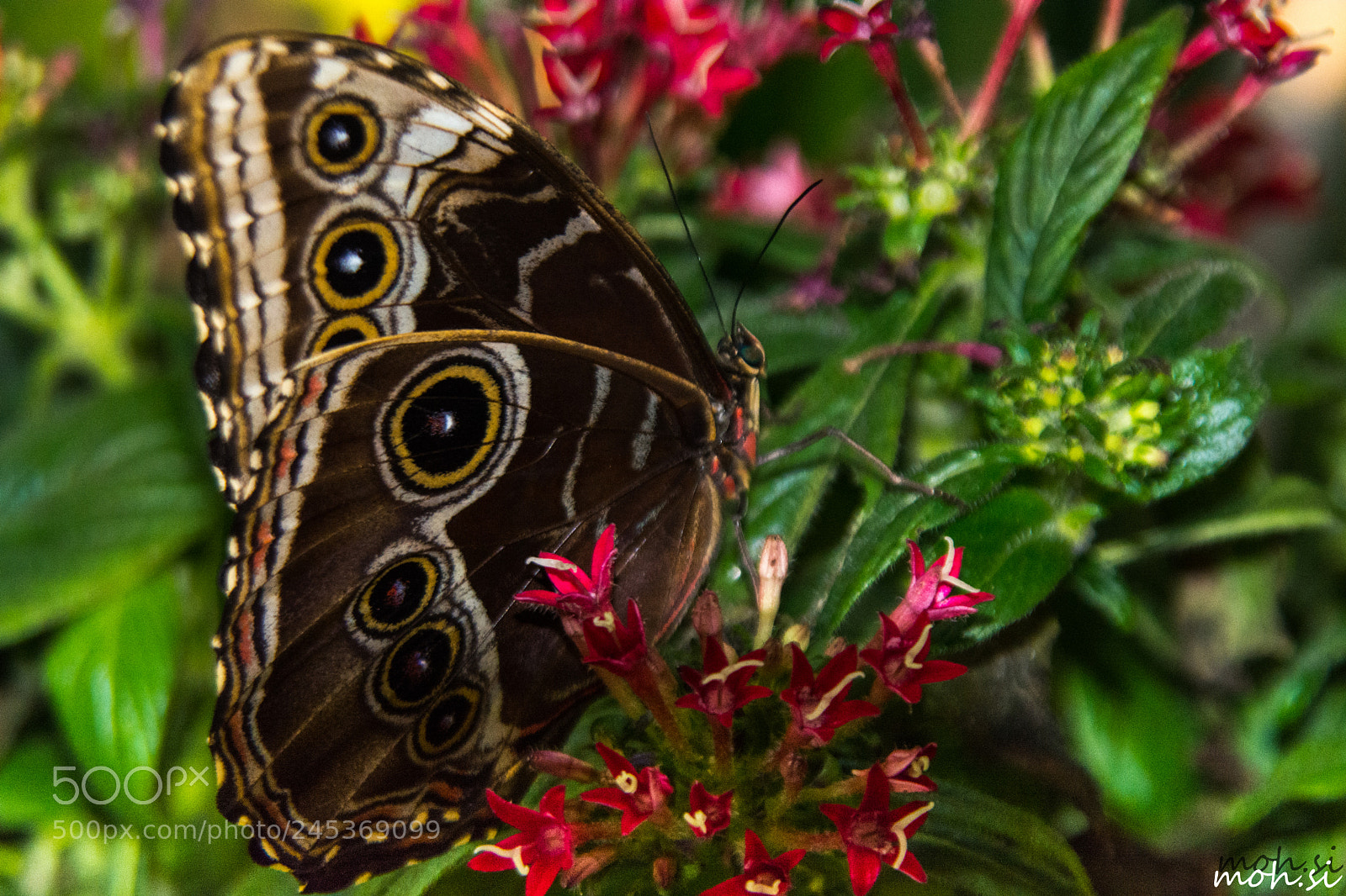 Nikon D5200 sample photo. Butteryfly photography