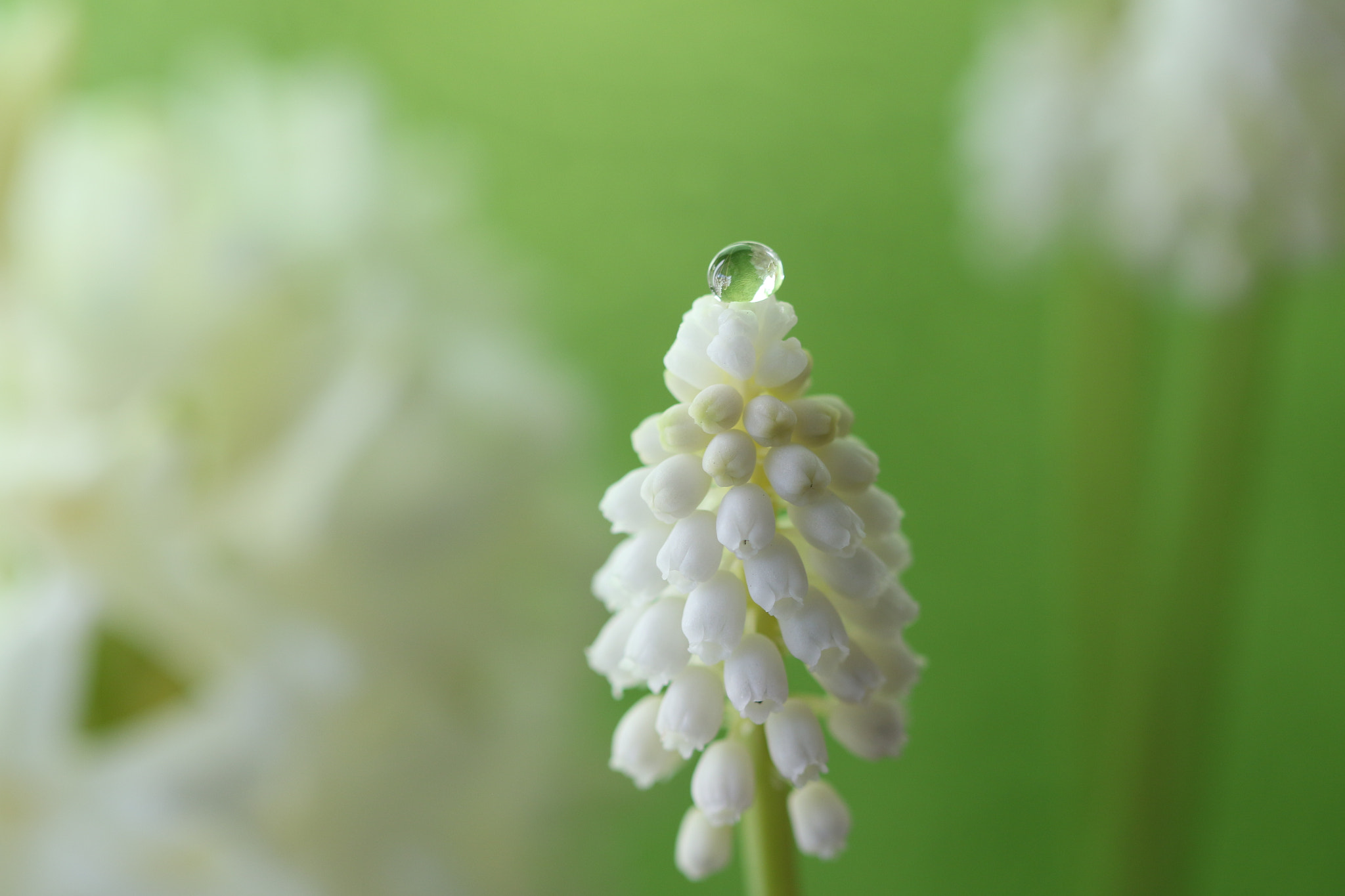 Canon EF 100mm F2.8 Macro USM sample photo. One photography