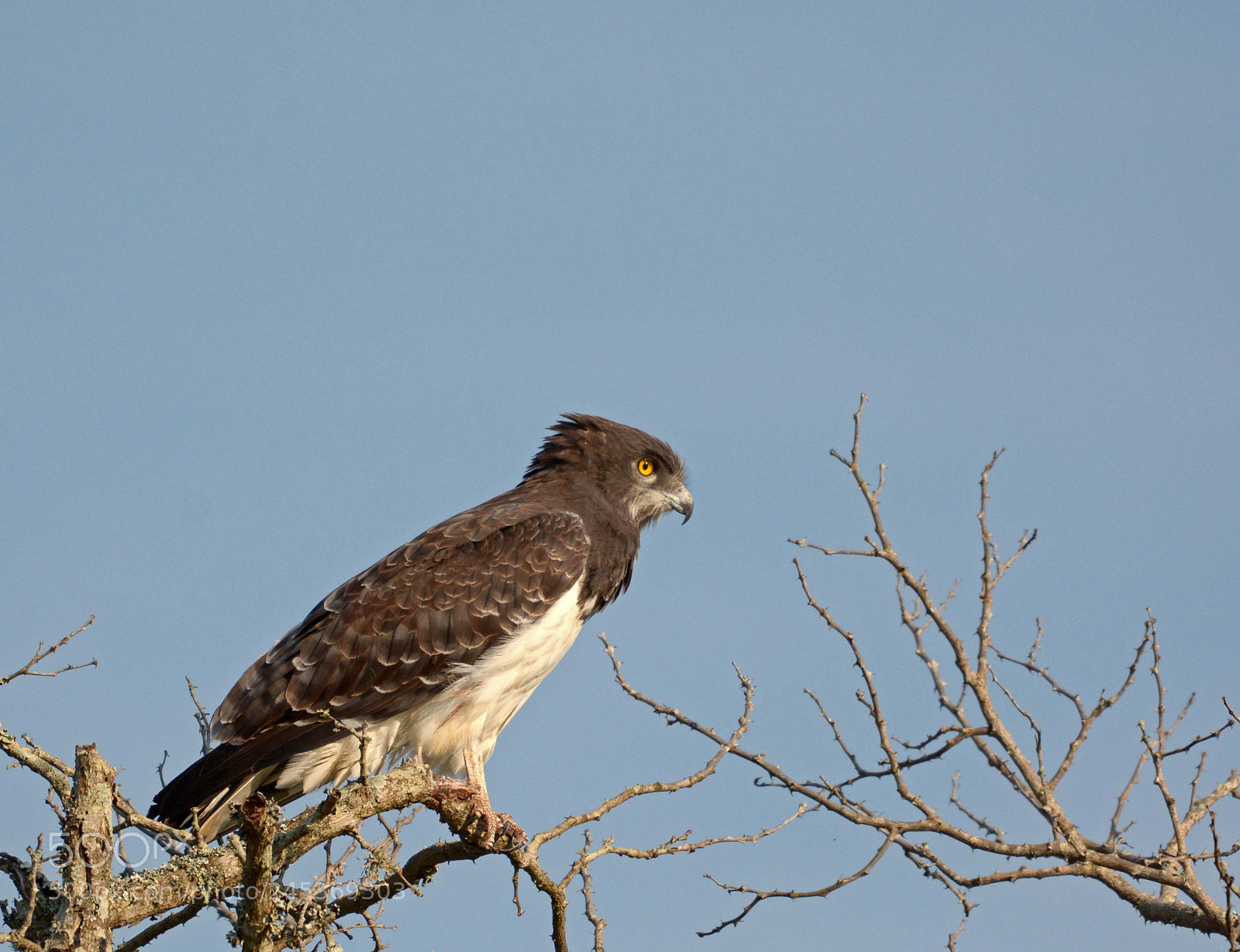 Nikon D7100 sample photo. Black chested snake eagle photography