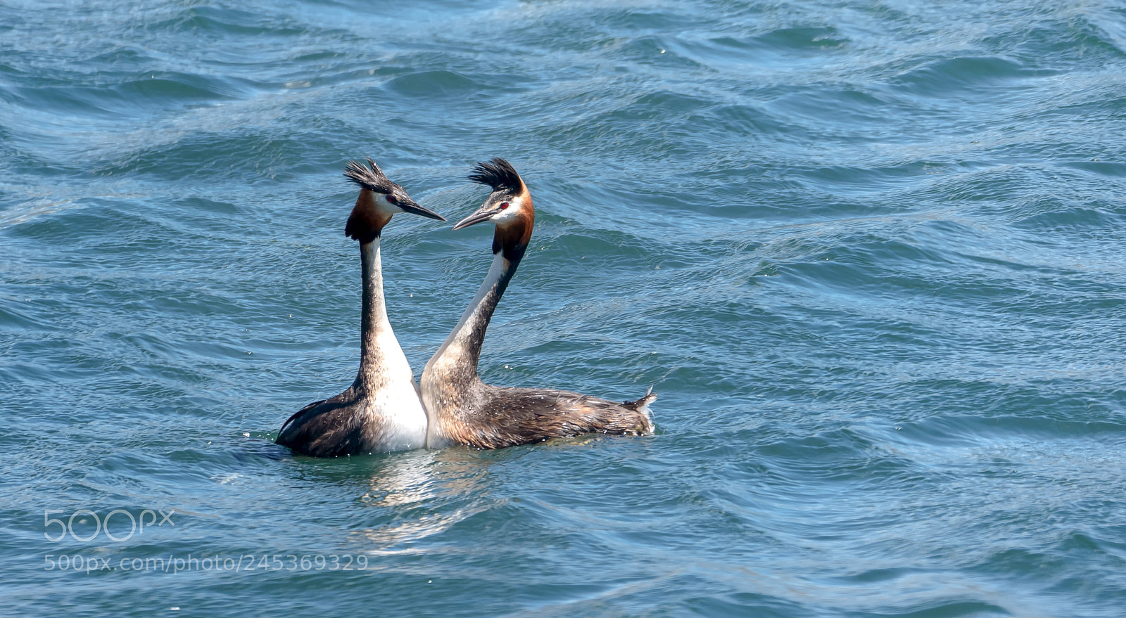 Panasonic Lumix DMC-GH4 sample photo. Australasian crested grebes photography