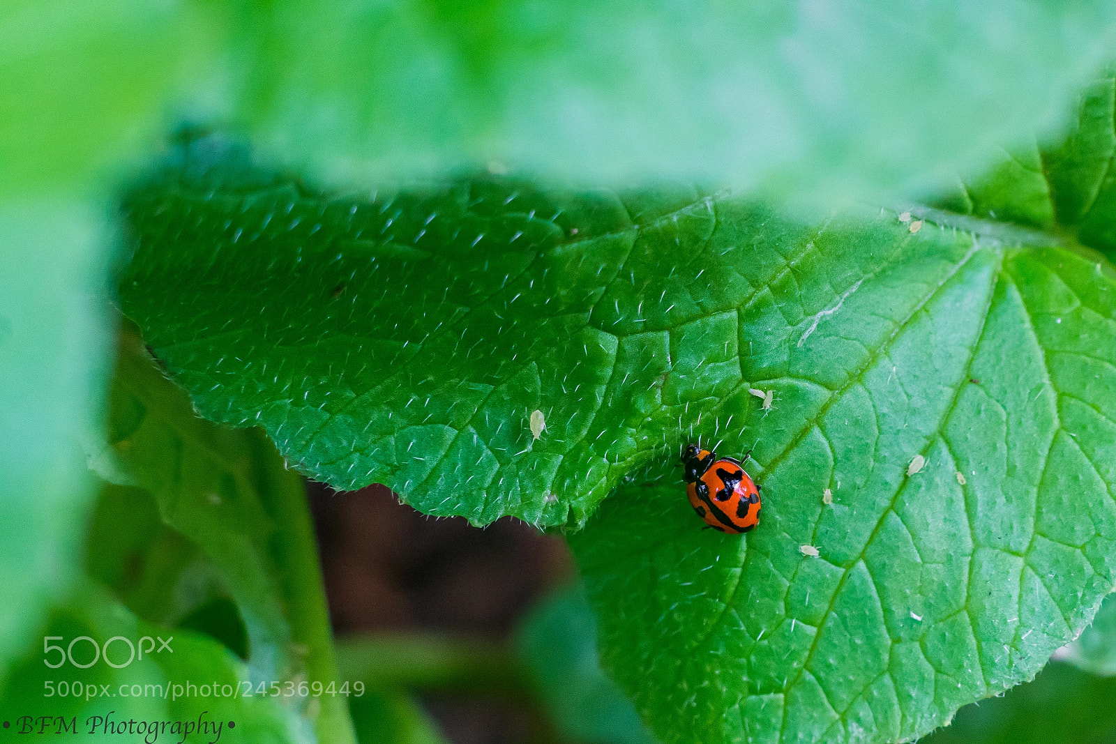 Sony a7R II sample photo. Red ladybug photography